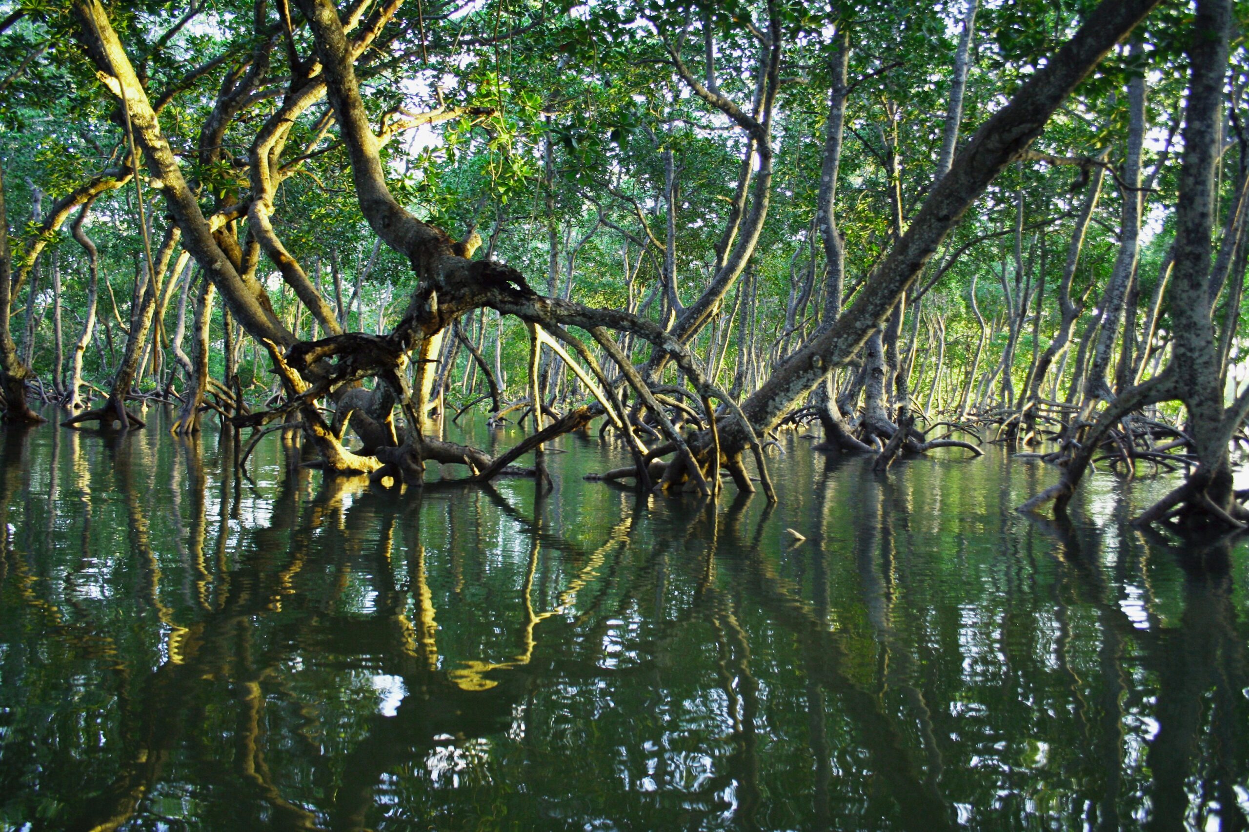 Marereni, Kenya is home to one of the richest mangrove forests in the world. The loss of trees in recent years has left shorelines susceptible and threatened people's livelihoods. Seatrees, a California-based nonprofit, has been working with communities since 2022 to reverse tehe damage.
