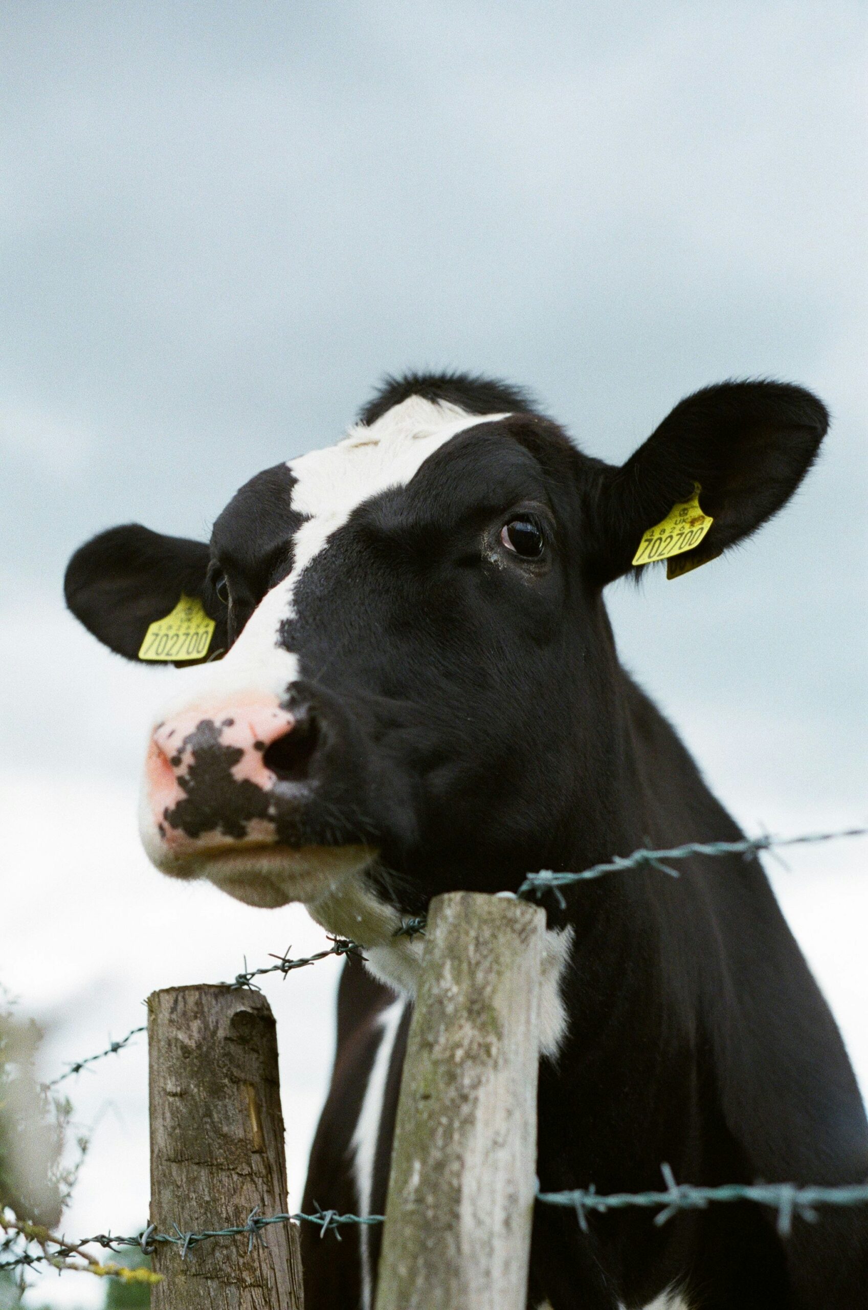The 2025 Ig Nobel Prize in Biology celebrated innovative research by Japanese scientists, led by Tomoki Kojima, demonstrating that black cows with white stripes are less appealing to biting flies, an innovative solution that provides an eco-friendly alternative to pesticides.