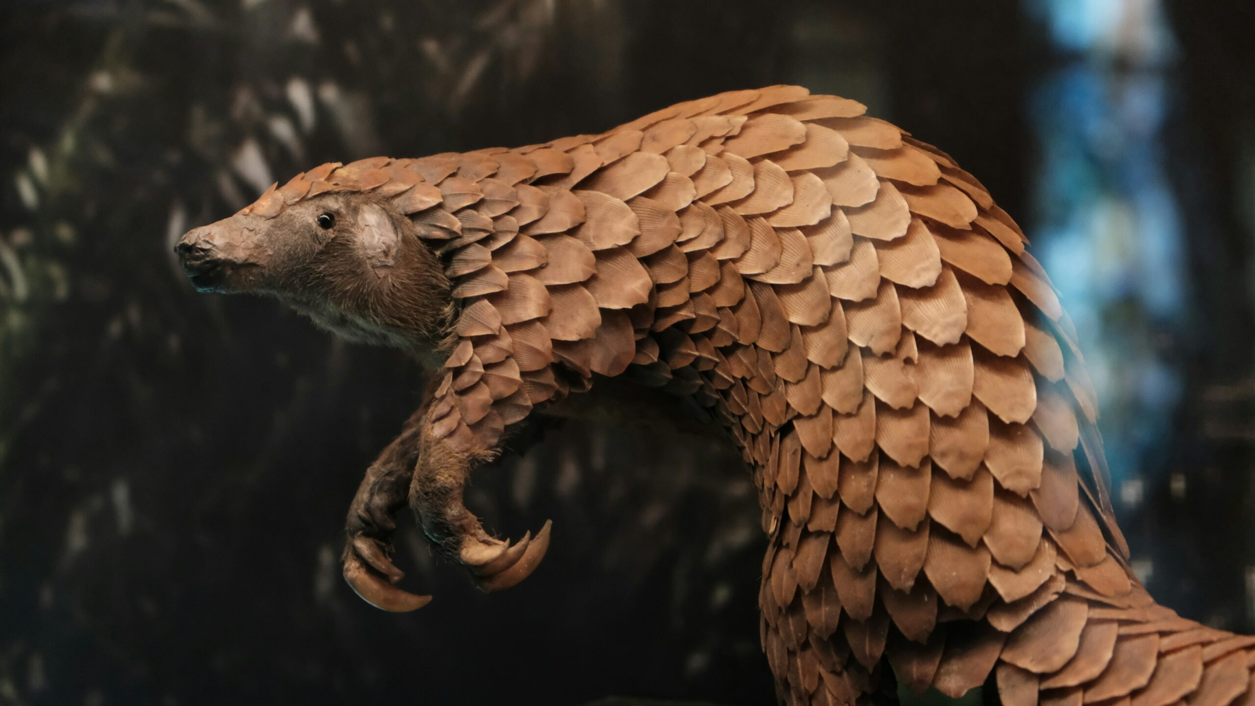 Global seizures of ivory and pangolin scales remain 74–84% below pre-pandemic levels, finds Wildlife Justice Commission. Continued enforcement and travel slowdowns fight wildlife crime—supporting protection for these threatened species.
