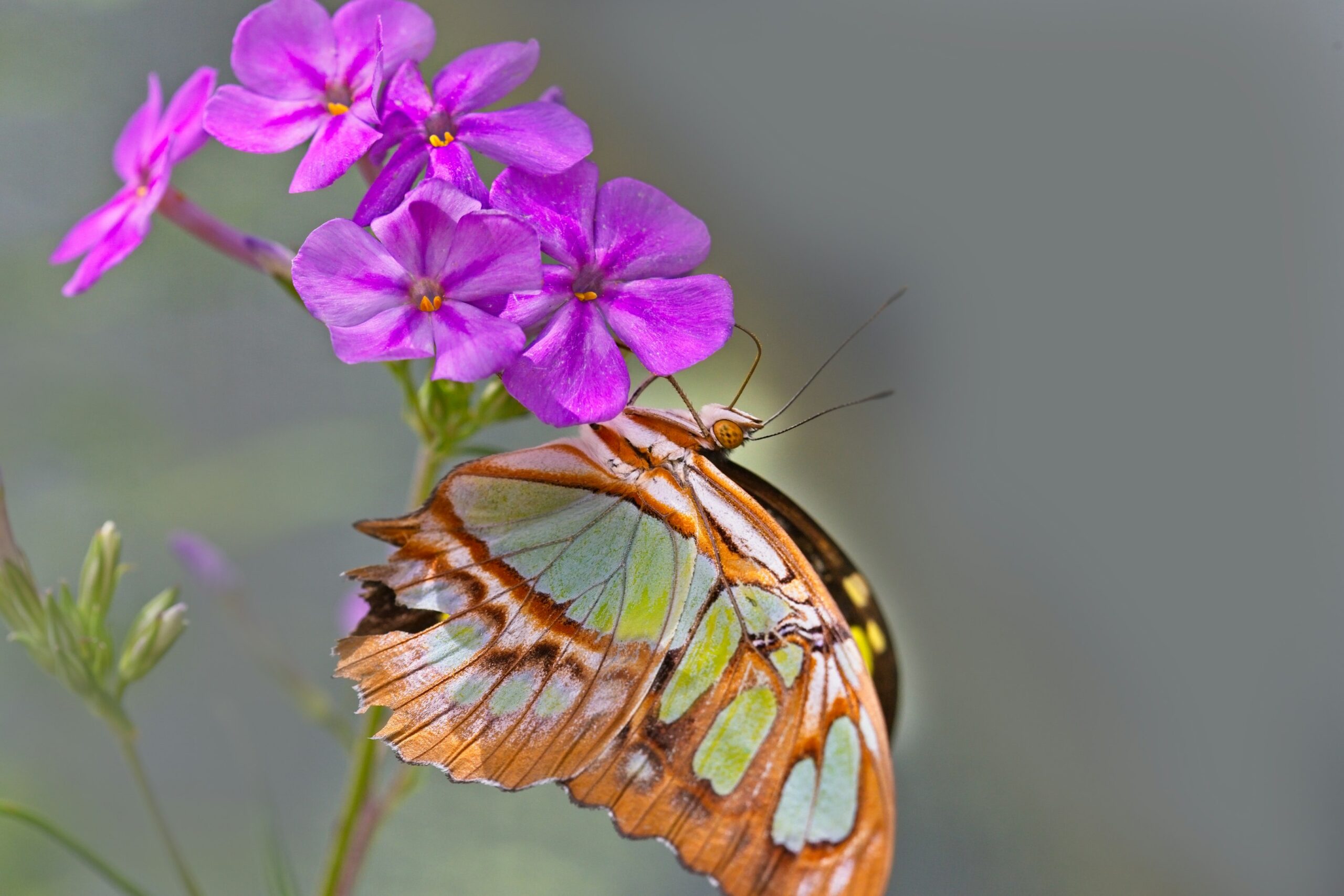 Once near-extinct, heath fritillary butterflies on Exmoor have jumped from 600 to over 1,000 individuals. Thanks to cattle grazing, bracken removal, and woodland management, their habitats thrive, even prompting colonization at sites not seen since the 1990s.