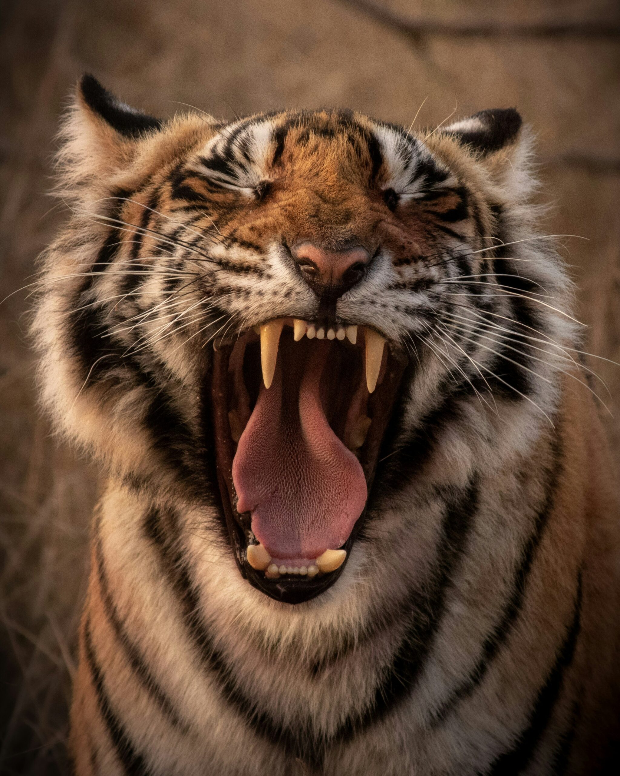 On Global Tiger Day, India announced the expansion of the Sundarbans Tiger Reserve from 2,586 km² to 3,630 km², elevating it to the second-largest tiger reserve in the nation. This significant expansion unifies core and buffer zones, enhances tiger management, and secures vital conservation funding.