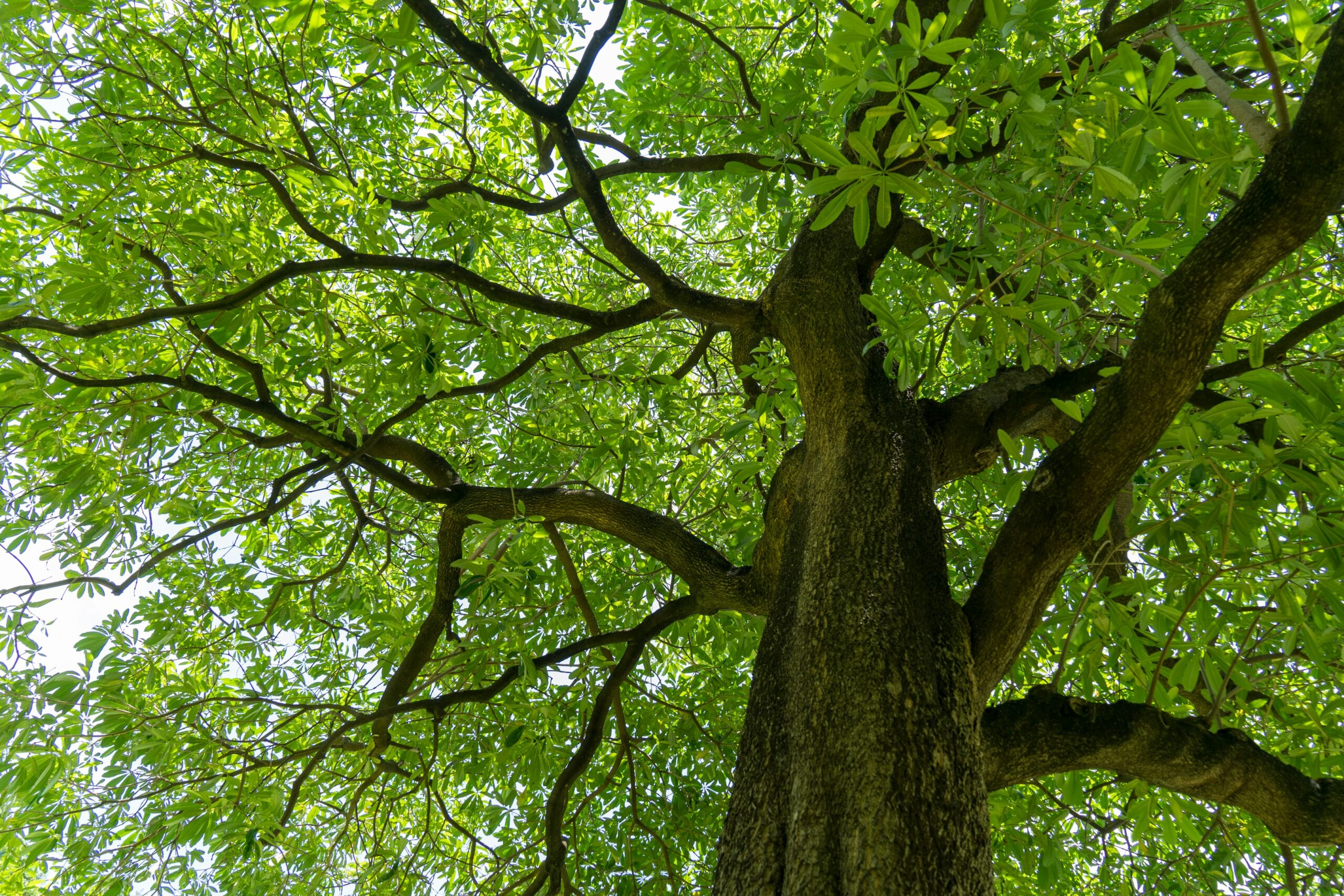 As part of a Green Legacy campaign to reach 50 billion trees by 2026, Ethiopia has mobilized over 14.9 million people to plant 355 million seedlings before dawn, aiming to plant 700 million trees in a single day. 40 billion trees have already been planted since 2019.