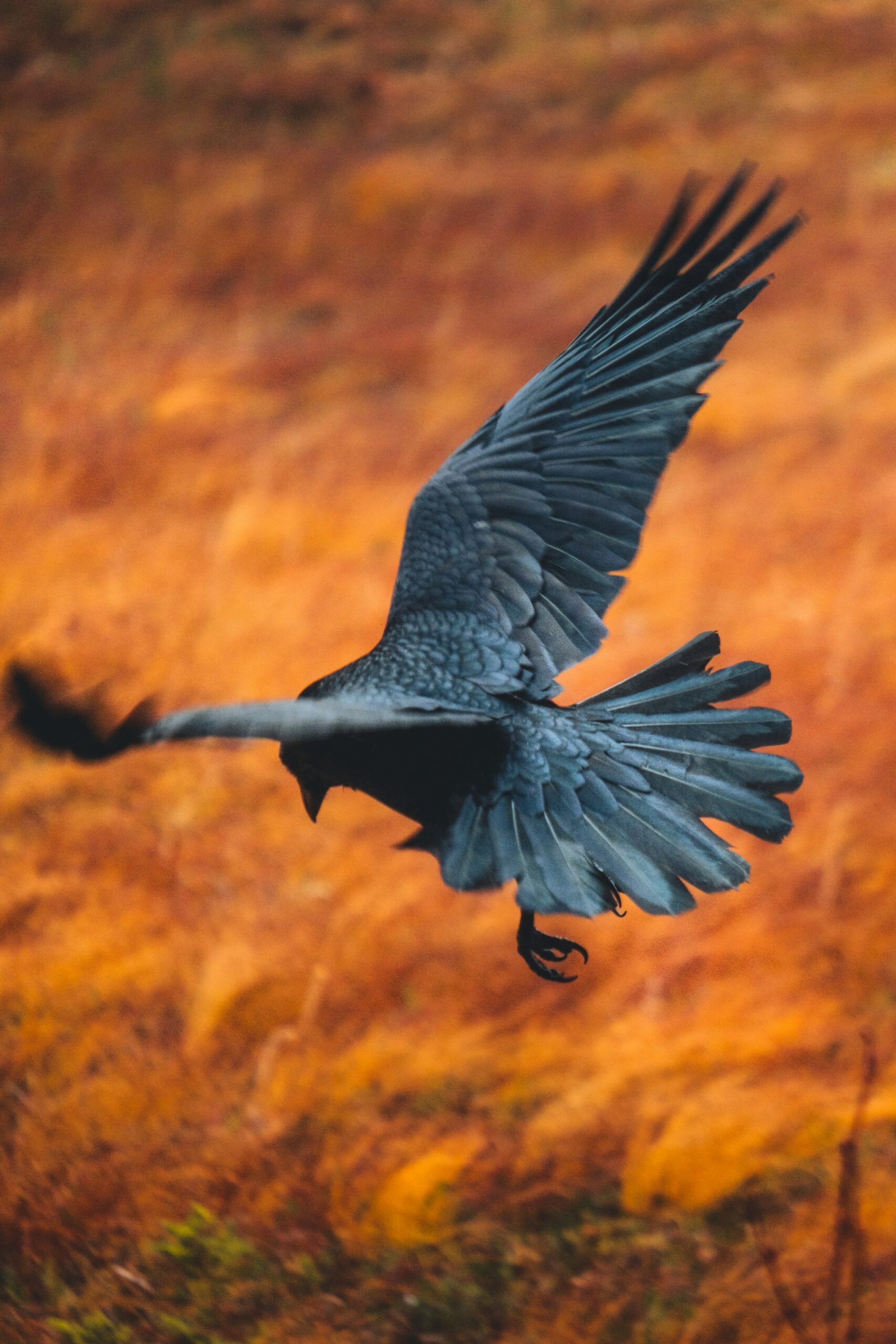 In a huge step towards the species' recovery, five Hawaiian crows were released on Maui for the first time in decades as part of a conservation effort to bring the species back from being extinct-in-the-wild.