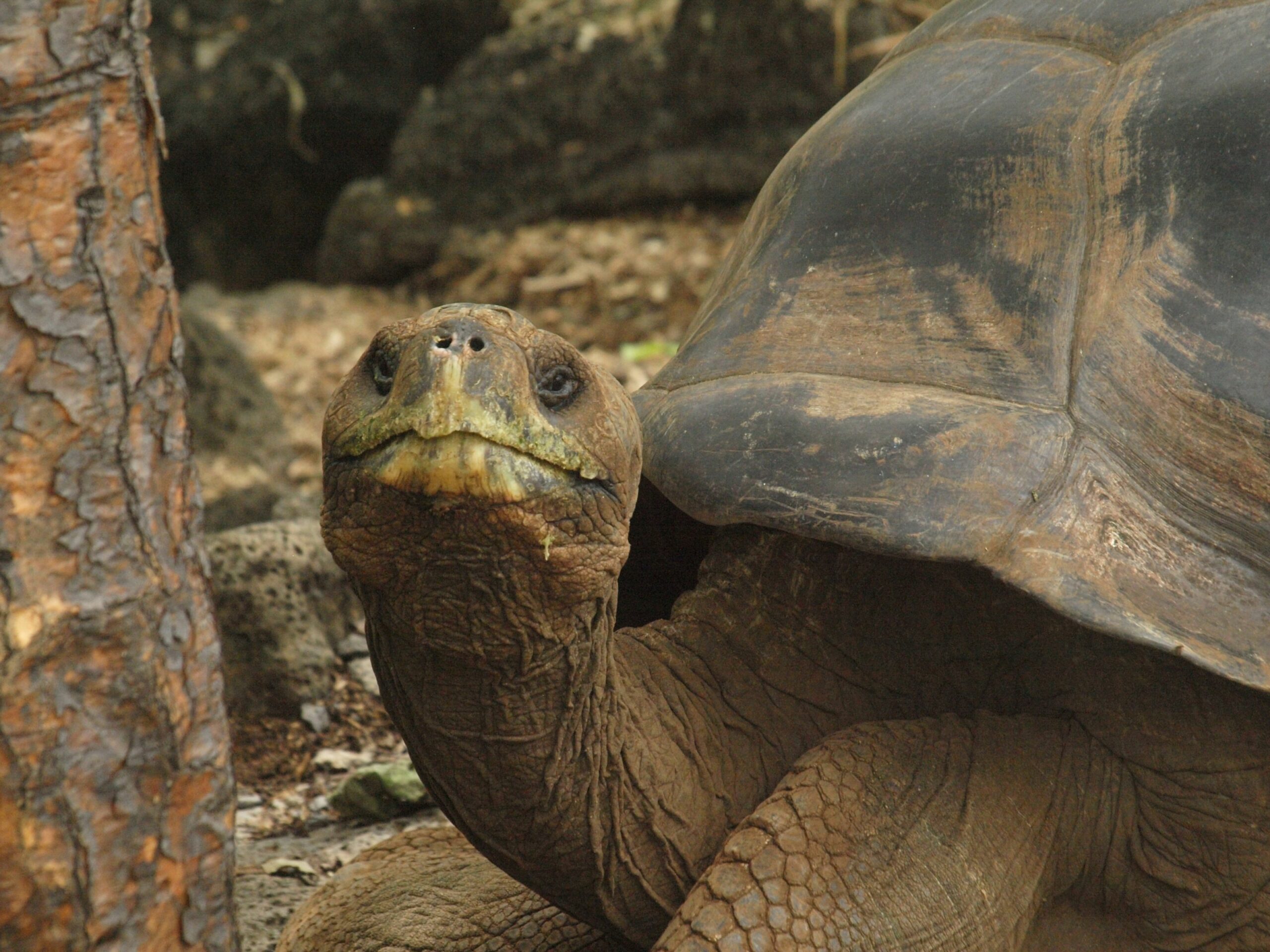 For the first time in the zoo's over 150-year history, four critically endangered Western Santa Cruz Galapagos tortoises have hatched, making their two oldest, over 100-year-old residents Mommy and Abrazzo, first-time parents.