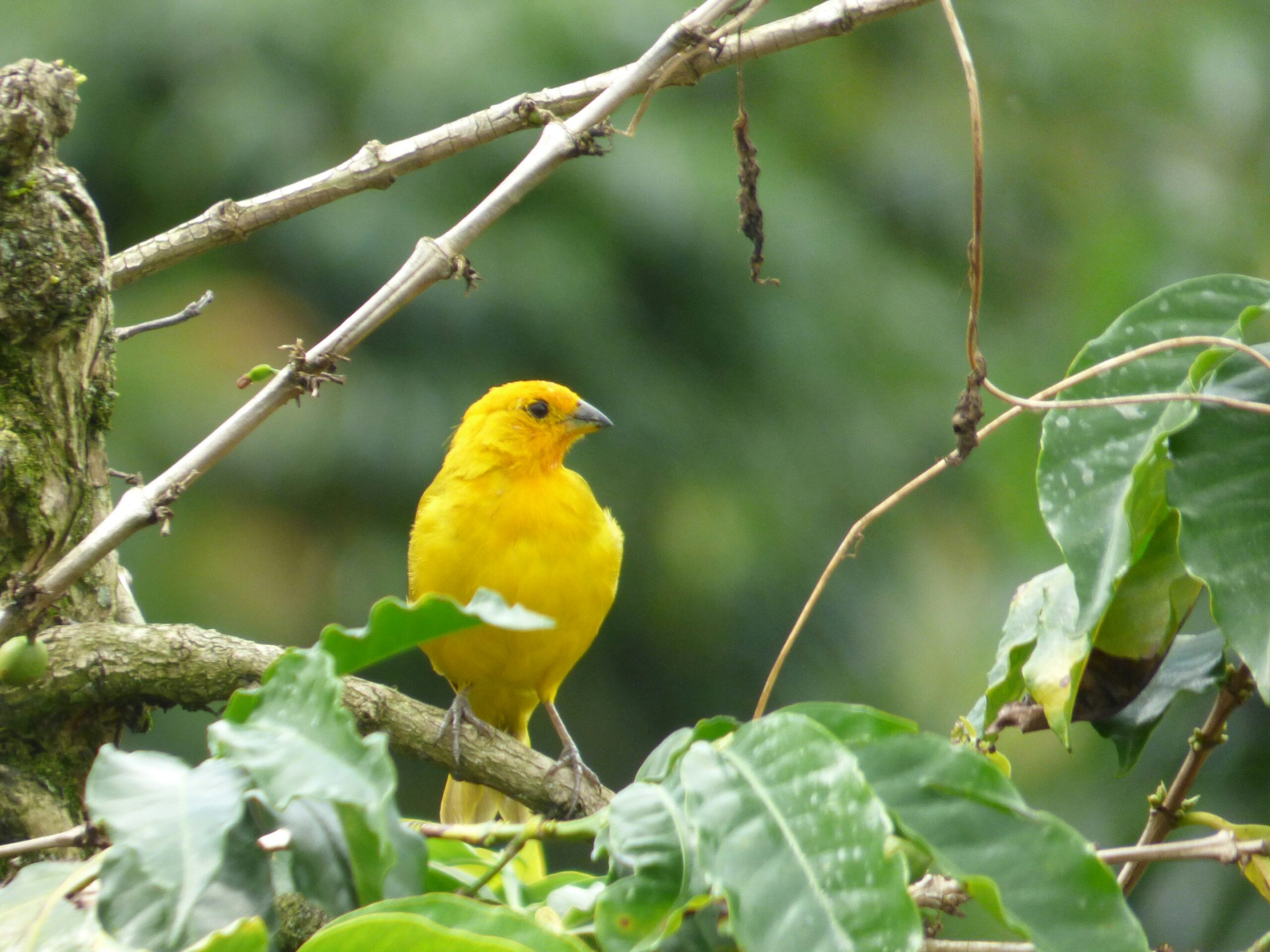 Declaring legally binding no-mining zones and reducing mineral demand through innovation and recycling is ensuring a greener and more just future for Indigenous communities without sacrificing biodiversity.