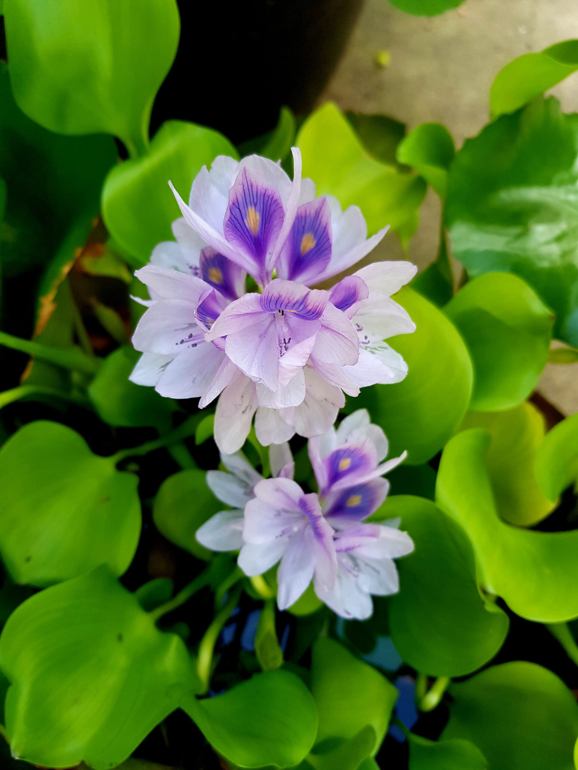 The invasive water hyacinth forms dense mats that clog waterways and harm native species. Studies have revealed its capability of cleaning polluted water, removing not only agricultural runoff and heavy metals, but also microplastics, without harming the plants in the process.