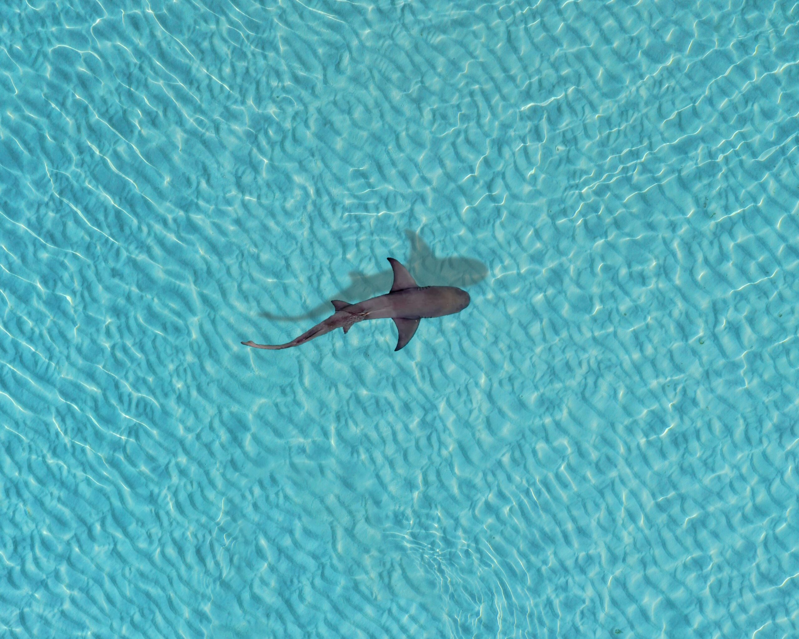 Scientists at Flinders University have created bite-resistant fabrics that lessen injuries from shark encounters. Tested with white and tiger sharks, the materials show stronger protection than standard wetsuits, improving safety for surfers and divers worldwide.