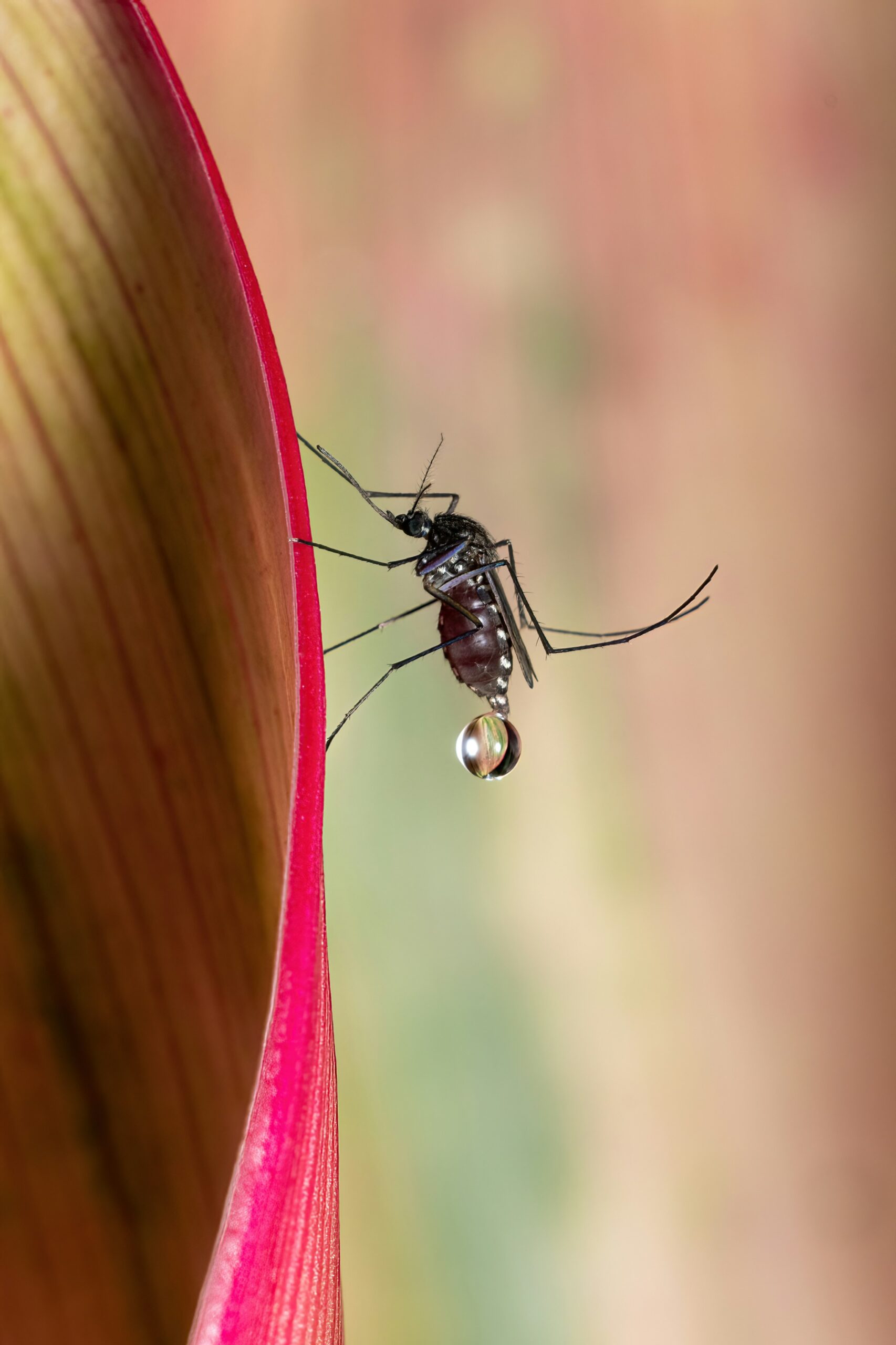 Scientists from UC San Diego used CRISPR to replace one amino acid in a mosquito protein (FREP1), rendering them resistant to both Pf and Pv malaria. A gene‑drive-like allelic system spreads this trait—blocking transmission while preserving mosquito fitness. A groundbreaking path to malaria control.