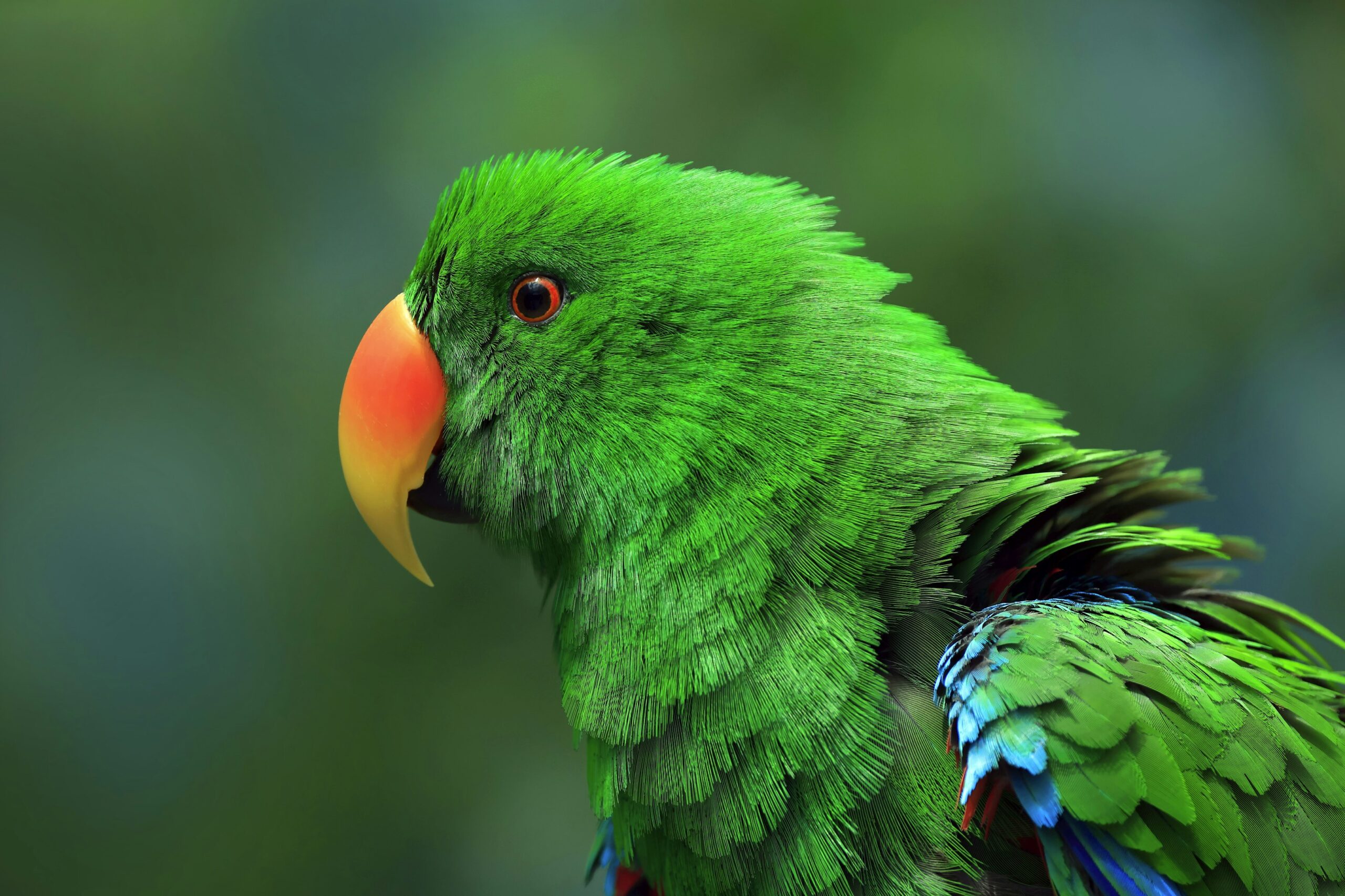 Colombian researchers created a DNA database for Amazona parrots, allowing authorities to trace rescued birds back to their original habitats. This protects genetic diversity, boosts survival, and restores trafficked parrots to the ecosystems where they belong.