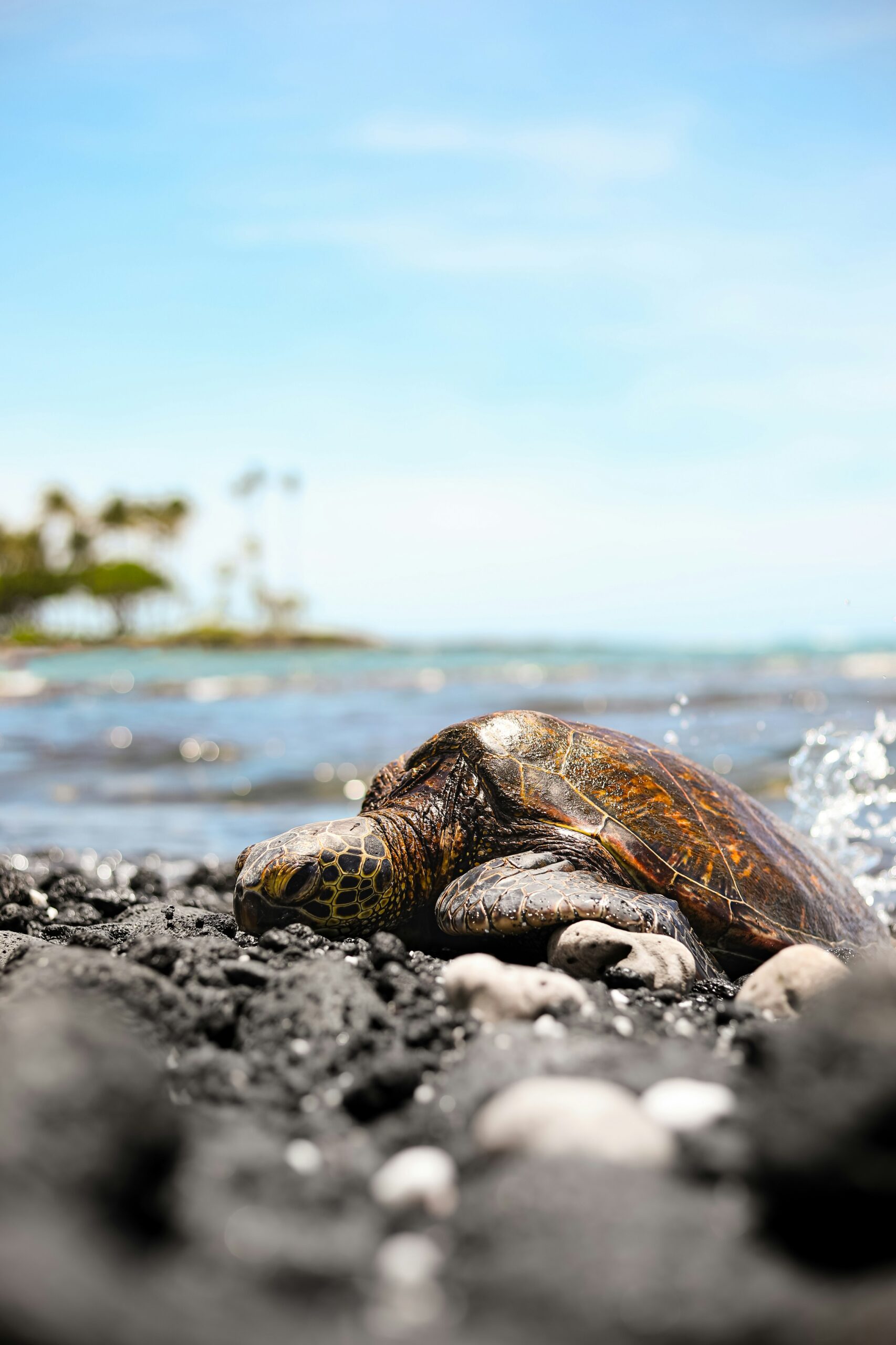 Once on the brink, green sea turtles are swimming back to strength. Global monitoring shows their populations have grown by 28% since the 1970s, a testament to decades of marine protection and community conservation efforts across tropical coastlines.