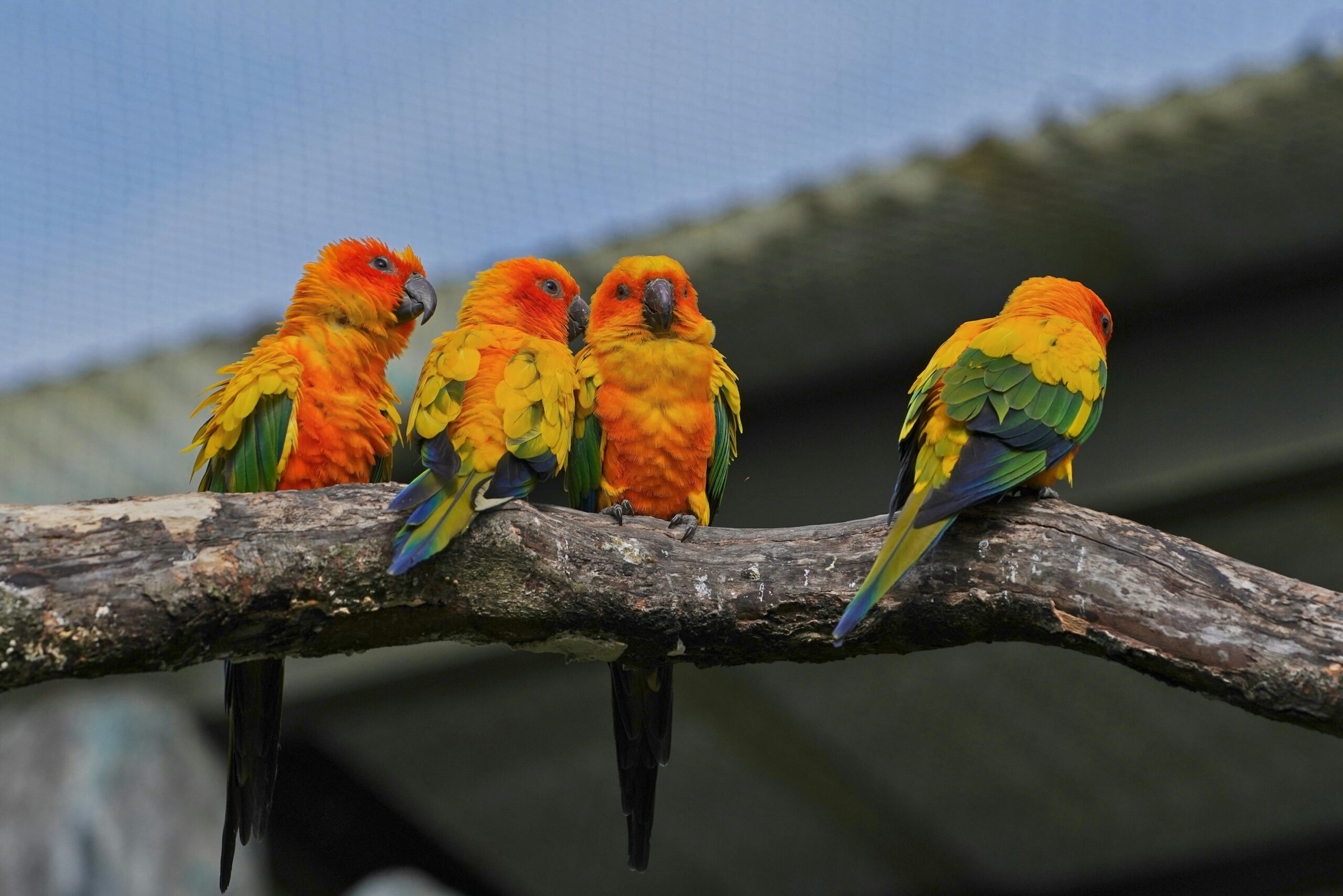 Scientists have unlocked hidden colors in rare bird-of-paradise plumage. Advanced hyperspectral imaging reveals intricate ultraviolet patterns invisible to human eyes and offers a new way to study animal coloration and its evolutionary significance.