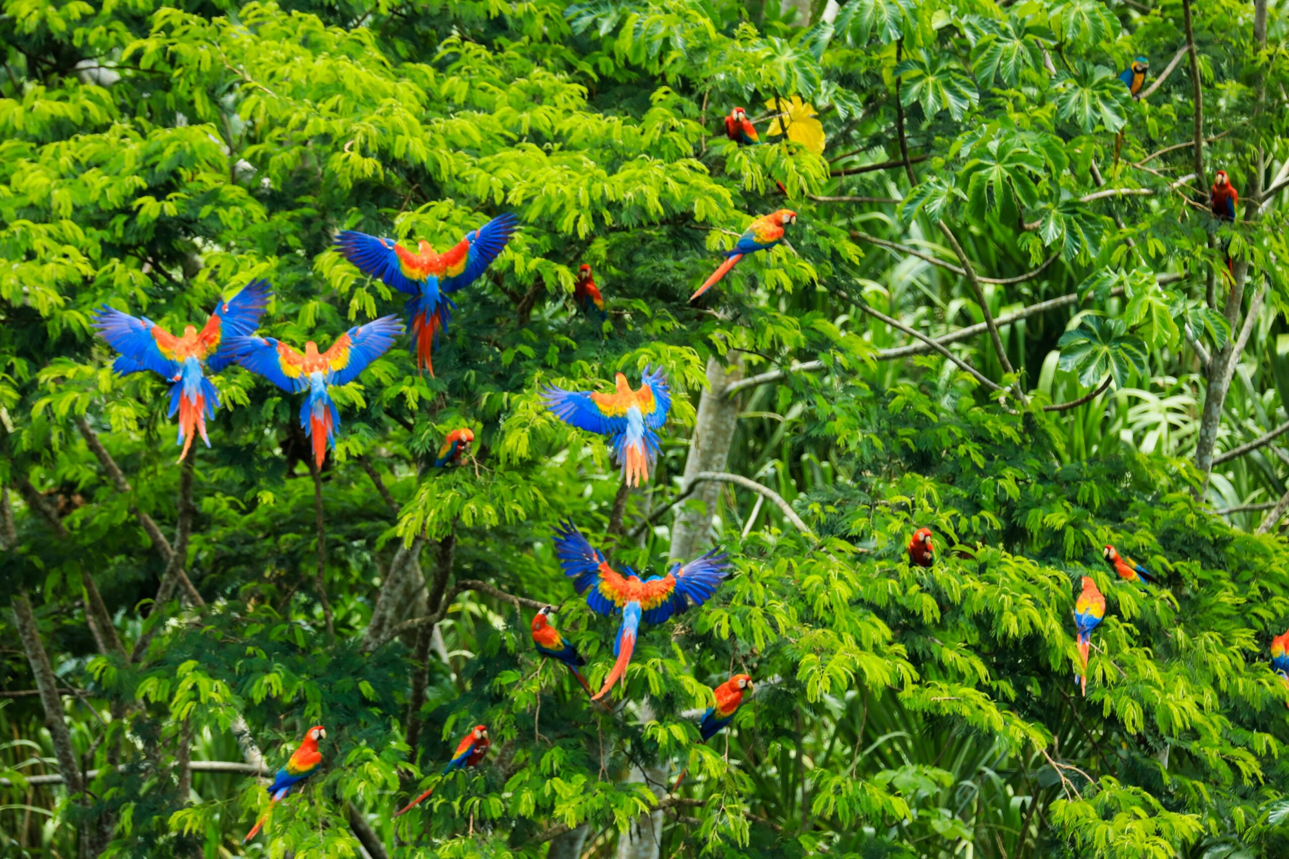 The Amazon Cooperation Treaty Organization has given Indigenous peoples a formal seat at the table. Through the new Amazon Indigenous Peoples’ Mechanism, delegates from each nation will share knowledge, strengthen forest protection, and promote biodiversity for future generations.
