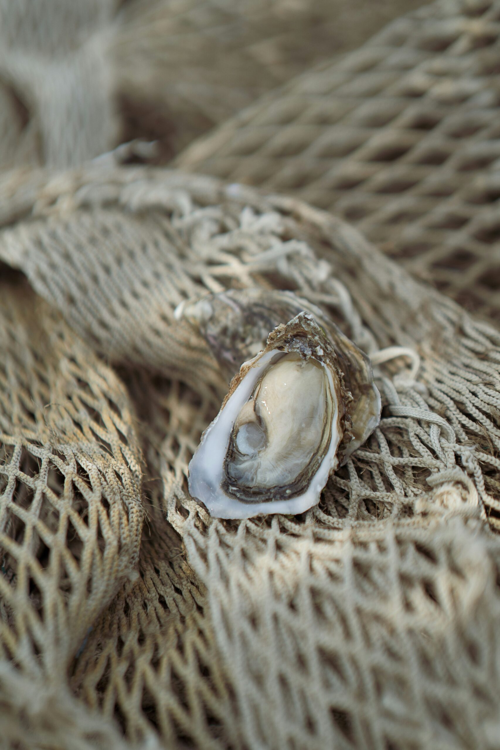 A new study finds oyster farming, once seen as a carbon source, actually captures more carbon than expected. Through filter feeding and organic carbon release, oysters may ease ocean acidification while providing sustainable food and a brighter future for climate and seas.