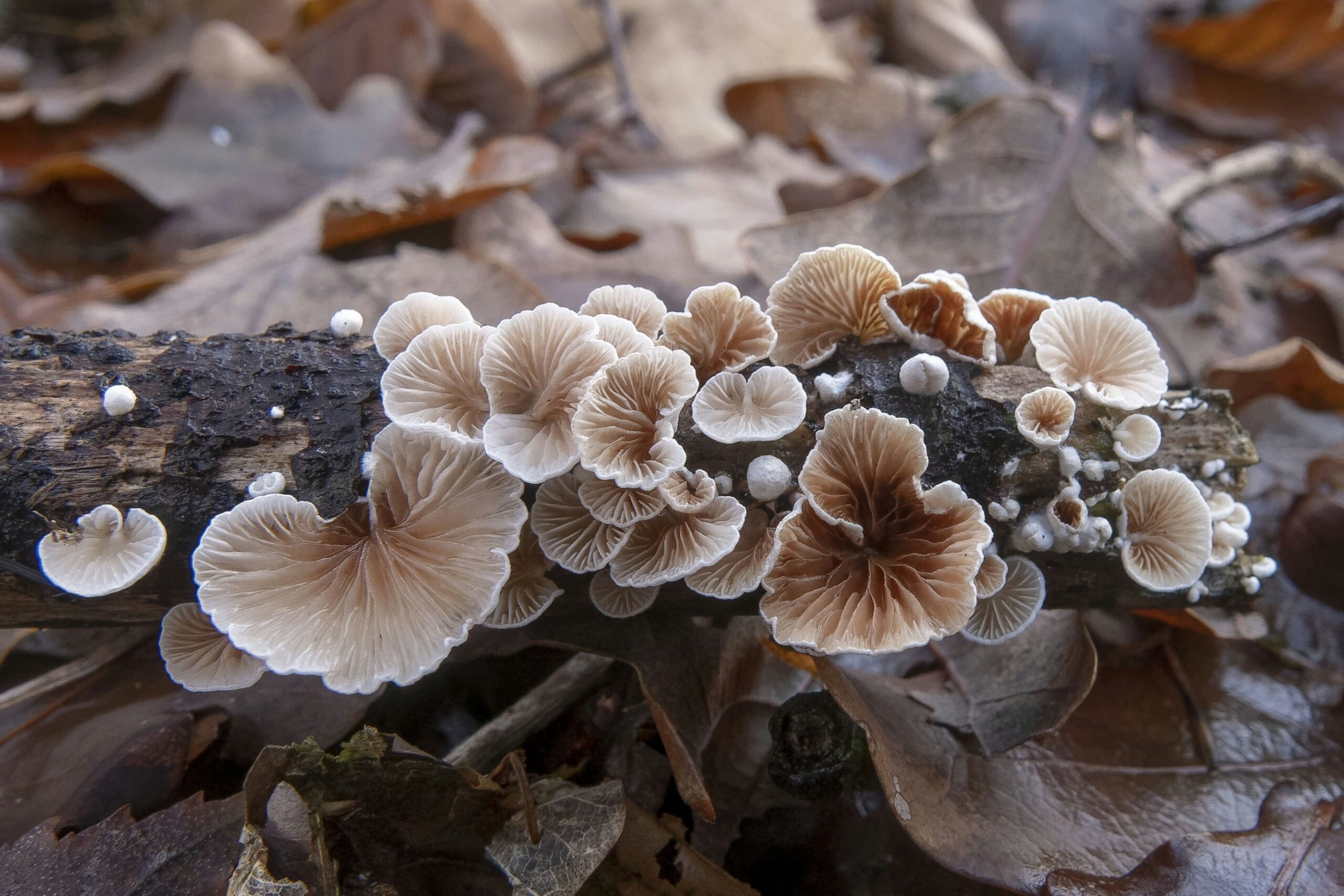 Conservationists have unveiled the first high-res maps of mycorrhizal fungi—earth’s underground lifelines—in soils across 130 countries. Yet 90% of fungal biodiversity hotspots lie unprotected. This atlas is inspiring restoration, climate resilience, and fresh conservation strategies.
