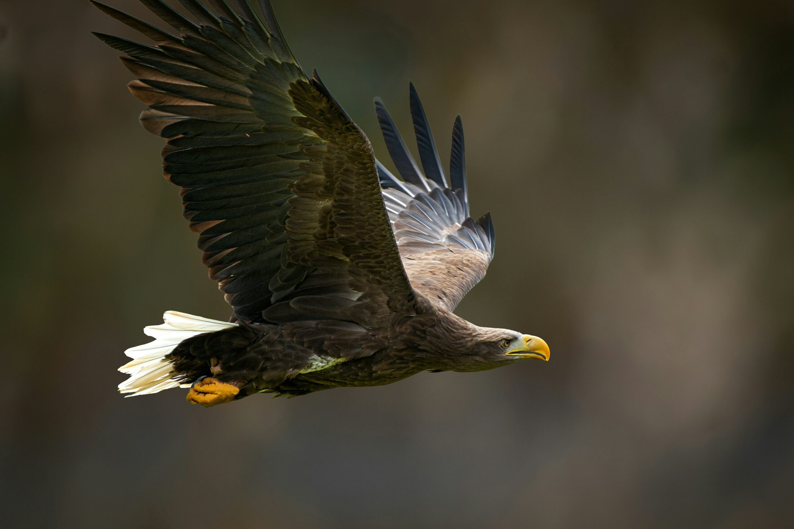 Since the start of a reintroduction programme in 2019, a total of six baby eagles have now fledged. All of the chicks are fitted with satellite tags so the project team can track their progress. The white-tailed eagle was Britain's largest bird of prey before it was hunted to extinction in the south of England in the 18th Century.