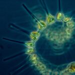 Tiny but mighty: recent research reveals how zooplankton capture atmospheric CO₂ by sinking organic carbon to the ocean depths. These abundant creatures act as natural carbon pumps, offering a scalable, eco-friendly ally in climate efforts and reinforcing the power of ocean ecosystems.