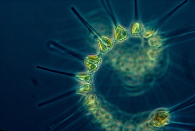 Tiny but mighty: recent research reveals how zooplankton capture atmospheric CO₂ by sinking organic carbon to the ocean depths. These abundant creatures act as natural carbon pumps, offering a scalable, eco-friendly ally in climate efforts and reinforcing the power of ocean ecosystems.