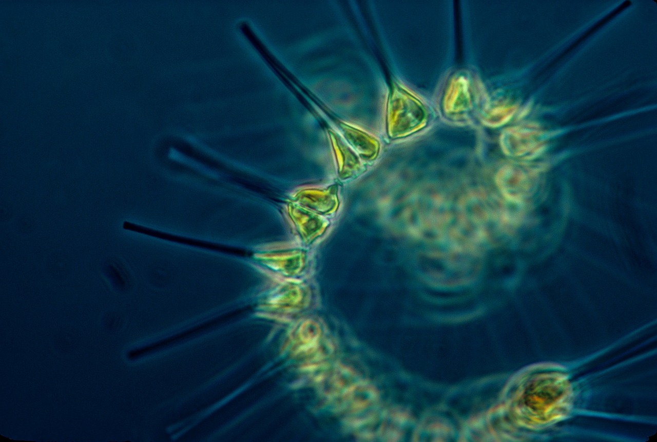 Tiny but mighty: recent research reveals how zooplankton capture atmospheric CO₂ by sinking organic carbon to the ocean depths. These abundant creatures act as natural carbon pumps, offering a scalable, eco-friendly ally in climate efforts and reinforcing the power of ocean ecosystems.