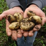 Scientists have engineered climate-resilient potatoes to boost yields by 30% during rising temperatures. This innovation in agriculture not only paves the way for more sustainable food security but also demonstrates how genetic engineering can combat rising temperatures without compromising crop nutrition.