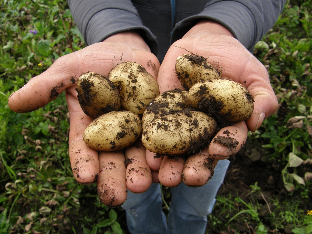 Scientists have engineered climate-resilient potatoes to boost yields by 30% during rising temperatures. This innovation in agriculture not only paves the way for more sustainable food security but also demonstrates how genetic engineering can combat rising temperatures without compromising crop nutrition.