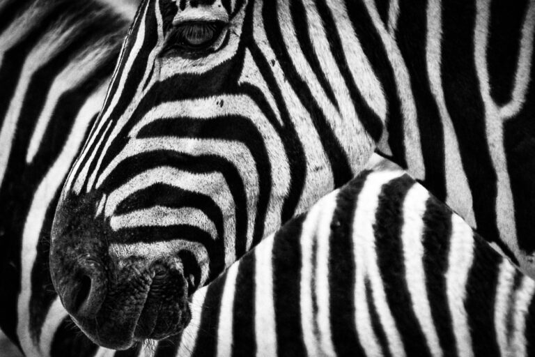 London Fashion Week has become the first major fashion event to ban exotic animal skins such as crocodiles and snakes starting this year, a historic shift that promotes innovative and animal-friendly materials in the world’s fashion capital.