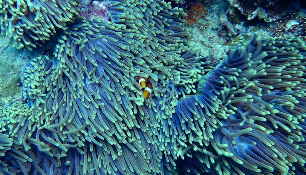 The EU has reinforced its stance by upholding a ban on bottom trawling in marine protected zones—past cases in Atlantic and North Sea areas confirmed that vulnerable seabed ecosystems deserve full protection without gear-specific loopholes. Legal clarity now paves the way for broader conservation enforcement.