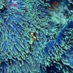 The EU has reinforced its stance by upholding a ban on bottom trawling in marine protected zones—past cases in Atlantic and North Sea areas confirmed that vulnerable seabed ecosystems deserve full protection without gear-specific loopholes. Legal clarity now paves the way for broader conservation enforcement.
