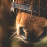 Sixteen horses, once pulling tourist carriages in Malaga, have been rescued after the city revoked all 25 carriage‑licenses. They now live in a sanctuary in Antequera, where they receive care and recovery — a major win for animal welfare.
