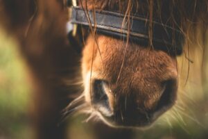 Sixteen horses, once pulling tourist carriages in Malaga, have been rescued after the city revoked all 25 carriage‑licenses. They now live in a sanctuary in Antequera, where they receive care and recovery — a major win for animal welfare.