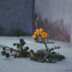 Researchers at Kobe University found that a plant species they have been closely tracking has successfully spread across a megacity and now shows clear, inheritable traits shaped by its surroundings. Variations in heat, shade, and soil acidity appear to be driving these rapid urban adaptations.