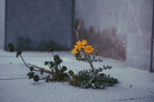 Researchers at Kobe University found that a plant species they have been closely tracking has successfully spread across a megacity and now shows clear, inheritable traits shaped by its surroundings. Variations in heat, shade, and soil acidity appear to be driving these rapid urban adaptations.