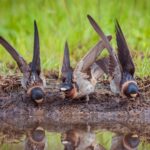 A new French study finds that insect-eating bird species—like blackbirds and chaffinches—have increased by 2–3 % since the 2018 ban on neonicotinoid pesticides. The shift offers a promising signal for the recovery of biodiversity.