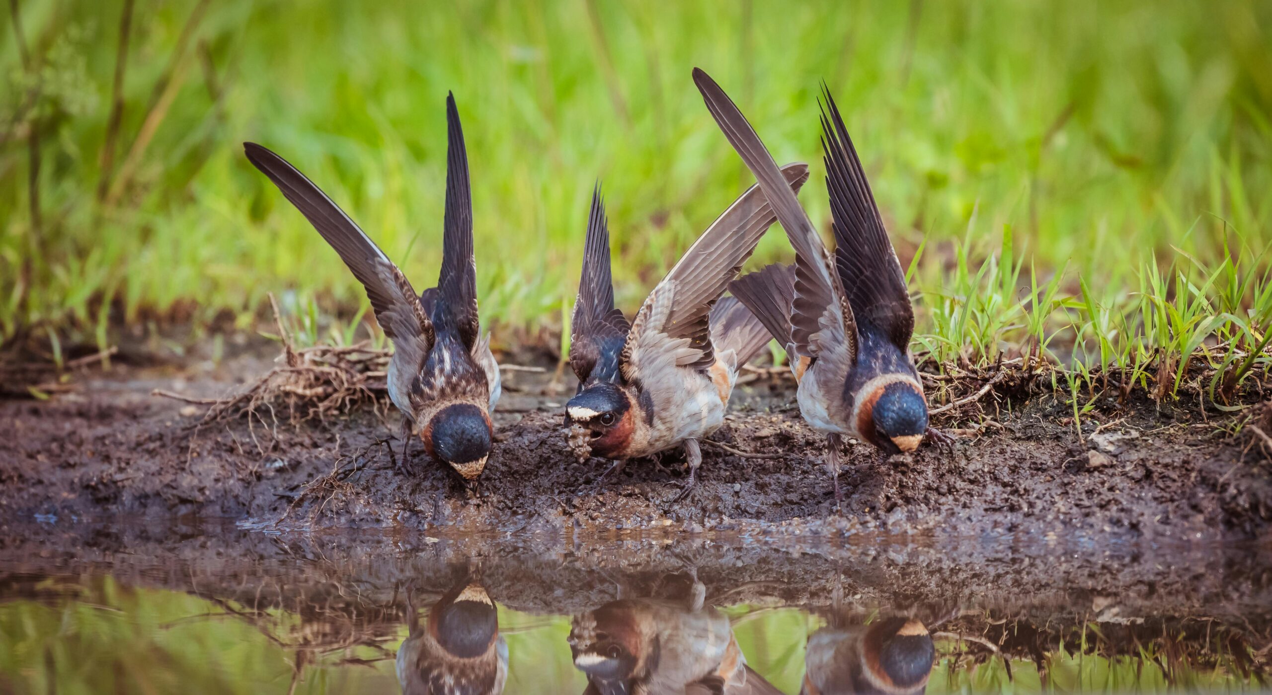 A new French study finds that insect-eating bird species—like blackbirds and chaffinches—have increased by 2–3 % since the 2018 ban on neonicotinoid pesticides. The shift offers a promising signal for the recovery of biodiversity.