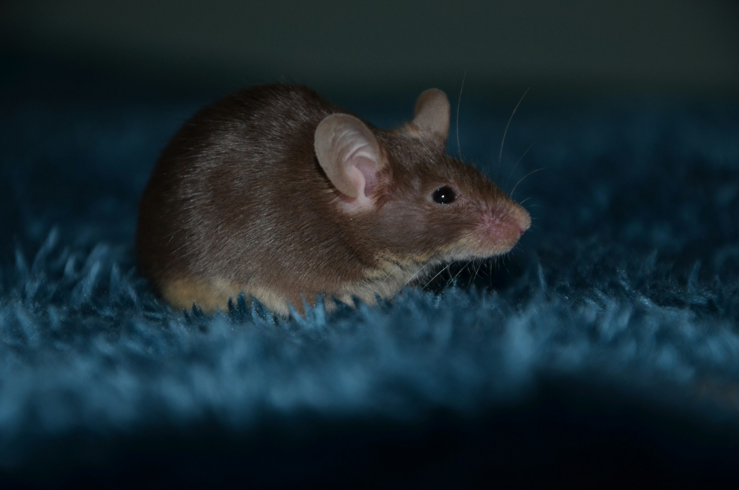 The British government has unveiled a new £75 million plan to phase out animal testing in medicine and agriculture — with a clear roadmap to stop regulatory tests on skin and eye irritation by 2026, phase out mouse testing for Botox by 2027 and reduce dog/primates studies by 2030. It backs organ-on-a-chip, AI and 3D tissue methods to accelerate humane, modern science and safeguard both health and welfare.