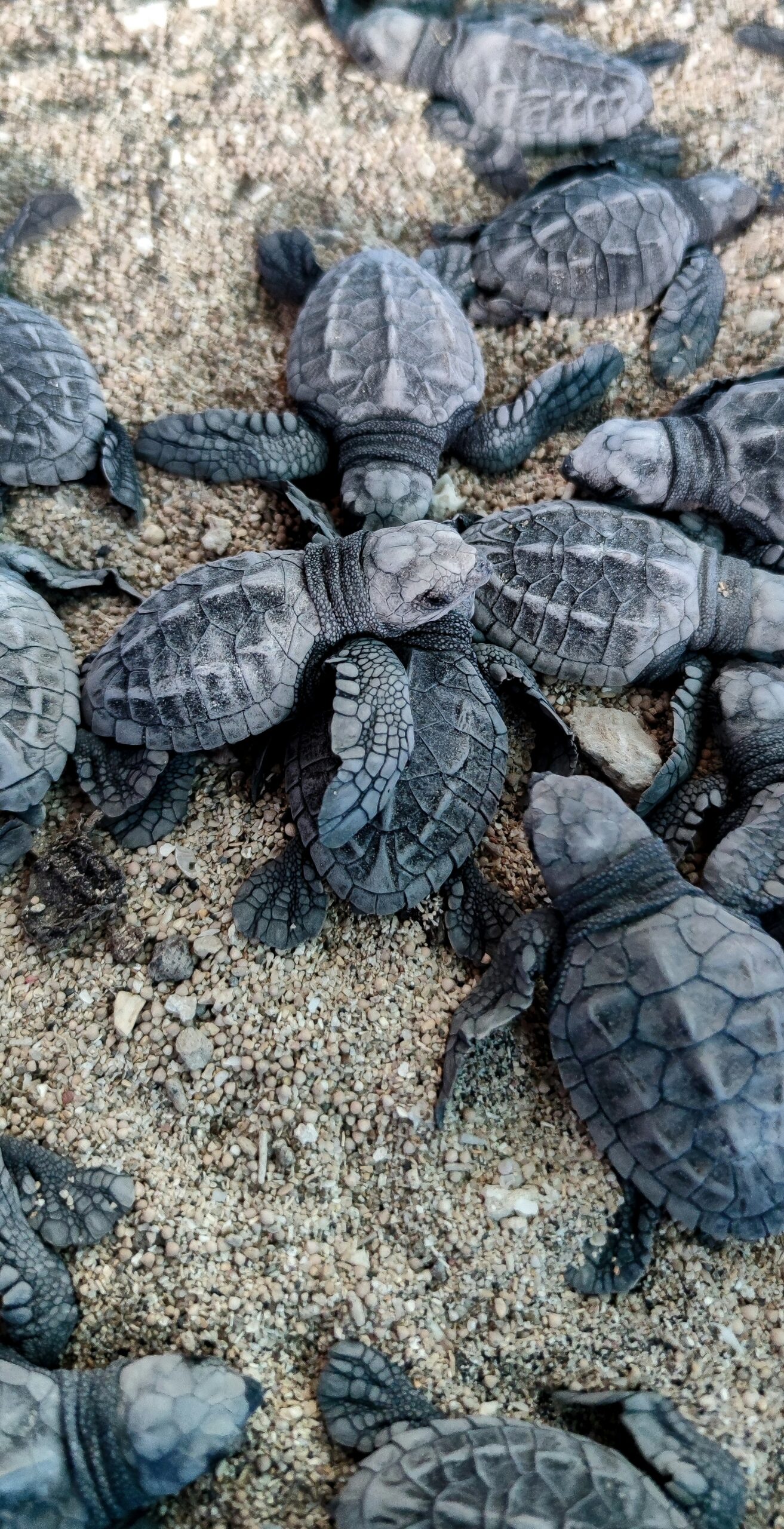 From near-collapse to a stunning rebound — this season India welcomed an estimated one million nests of endangered Olive Ridley sea turtle along its coasts. Volunteers, hatcheries and coastal protections combined to give these turtles a fighting chance — and the babies are now crawling into the sea.