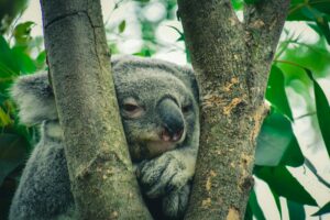 In Australia, a rescued koala briefly became a bus passenger after climbing aboard a local vehicle. Wildlife carers safely removed the animal, checked its health and released it back into its natural habitat. The calm rescue highlights everyday coexistence between people and native wildlife.