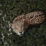 A previously undocumented jaguar was photographed in southern Arizona in November 2025, visiting a watering hole. Its unique rosette pattern confirms it as a new individual — the fifth recorded in the region since 2011 — hinting that these big cats are still traversing crossing-corridors between Mexico and the U.S., and that some habitats remain viable.
