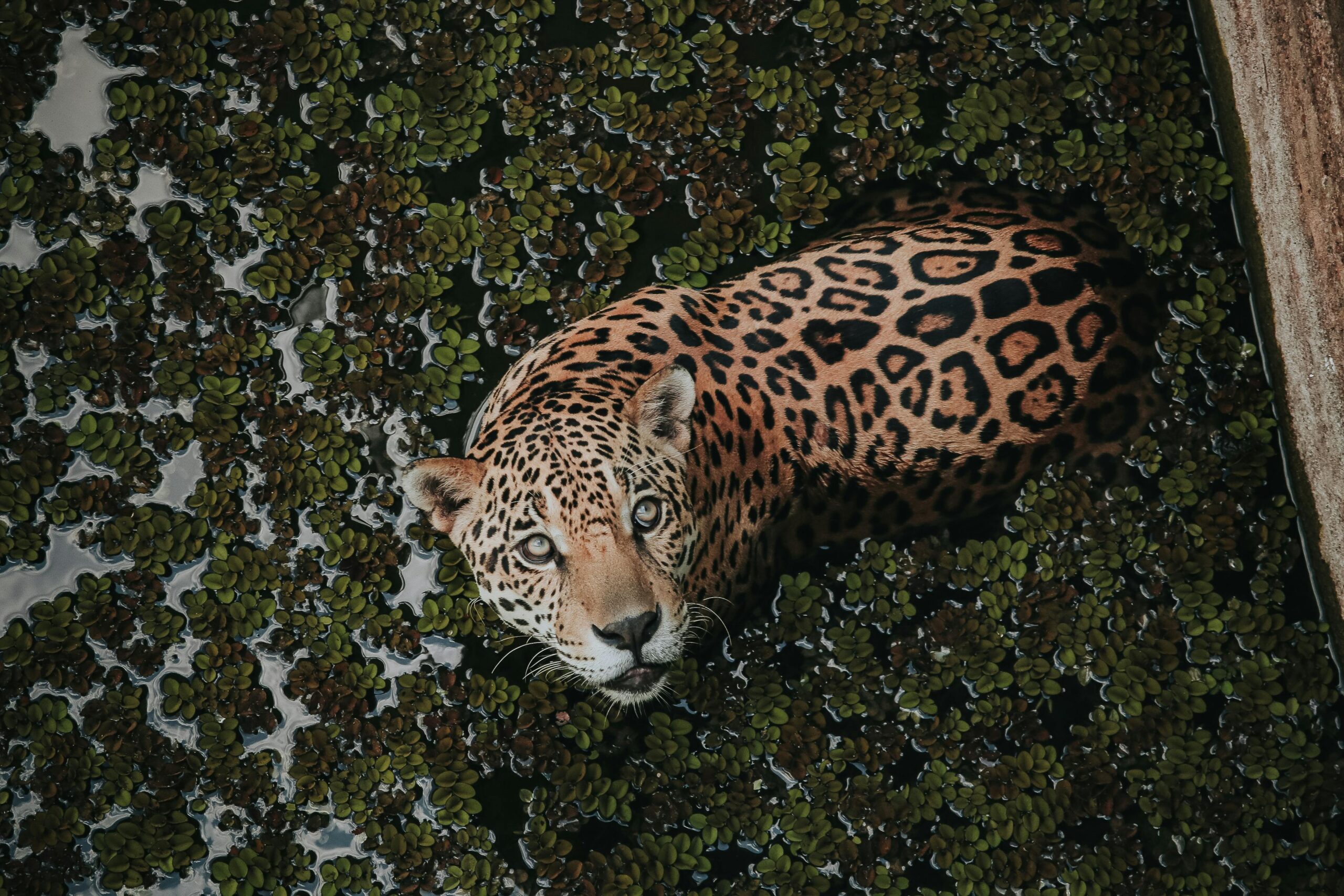 A previously undocumented jaguar was photographed in southern Arizona in November 2025, visiting a watering hole. Its unique rosette pattern confirms it as a new individual — the fifth recorded in the region since 2011 — hinting that these big cats are still traversing crossing-corridors between Mexico and the U.S., and that some habitats remain viable.