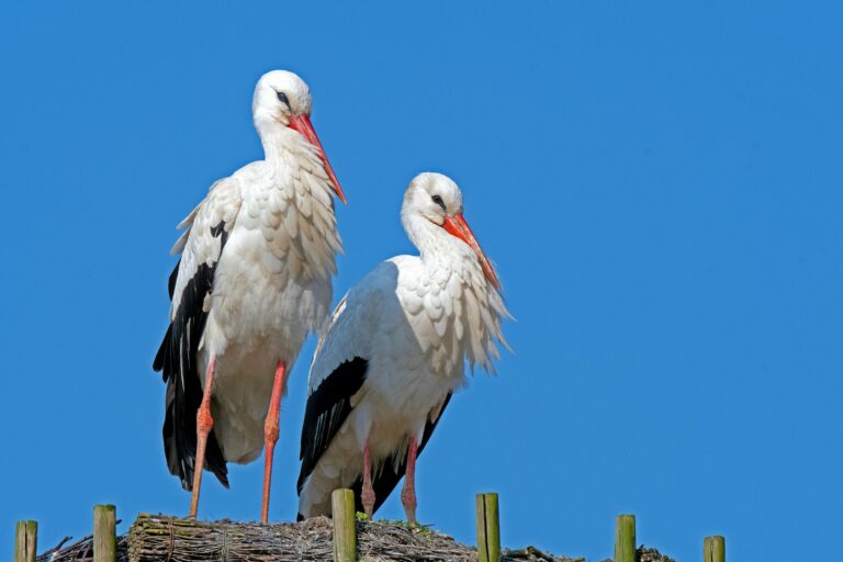 In 2026, captive-bred white storks will be introduced at Eastbrookend Country Park in Dagenham — the first breeding colony in London since the species vanished in the 1400s. Alongside plans to bring back beavers in 2027, the project aims to restore wetlands, boost biodiversity and reconnect city residents with nature.