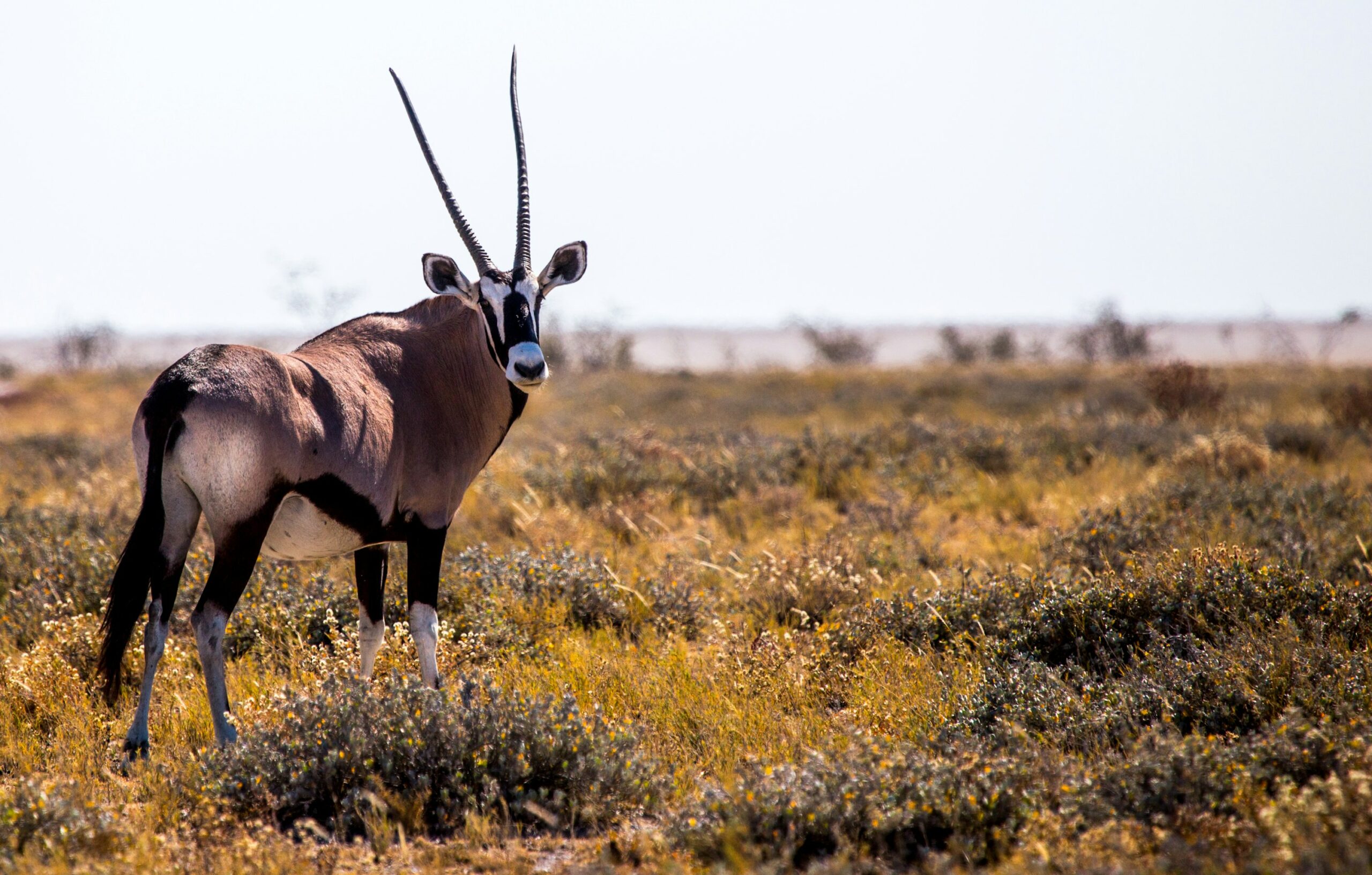 Captive-bred Scimitar‑horned oryx have been reintroduced to a protected reserve in Chad, recreating a free-roaming wild population. Once declared extinct in the wild, they now roam again — helping restore fragile desert ecosystems and offering real hope that extinction can be reversed.