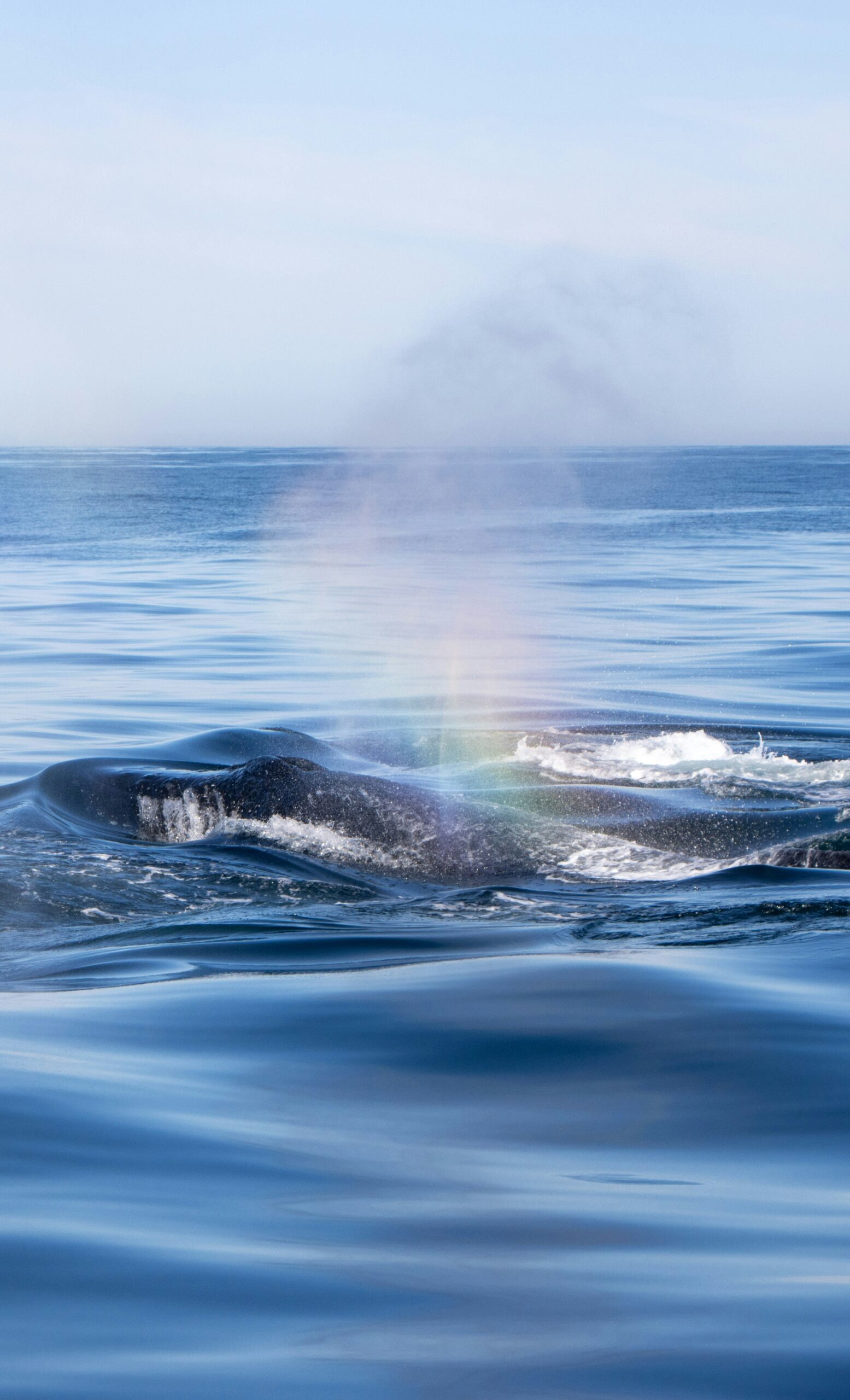 After decades near collapse, humpback whales are resurging — from an estimated 10 000 at their lowest, to around 80 000 today. Conservation efforts and the whales’ flexible feeding behavior helped them recover. Researchers now spot them almost daily in former near-deserts of the sea.