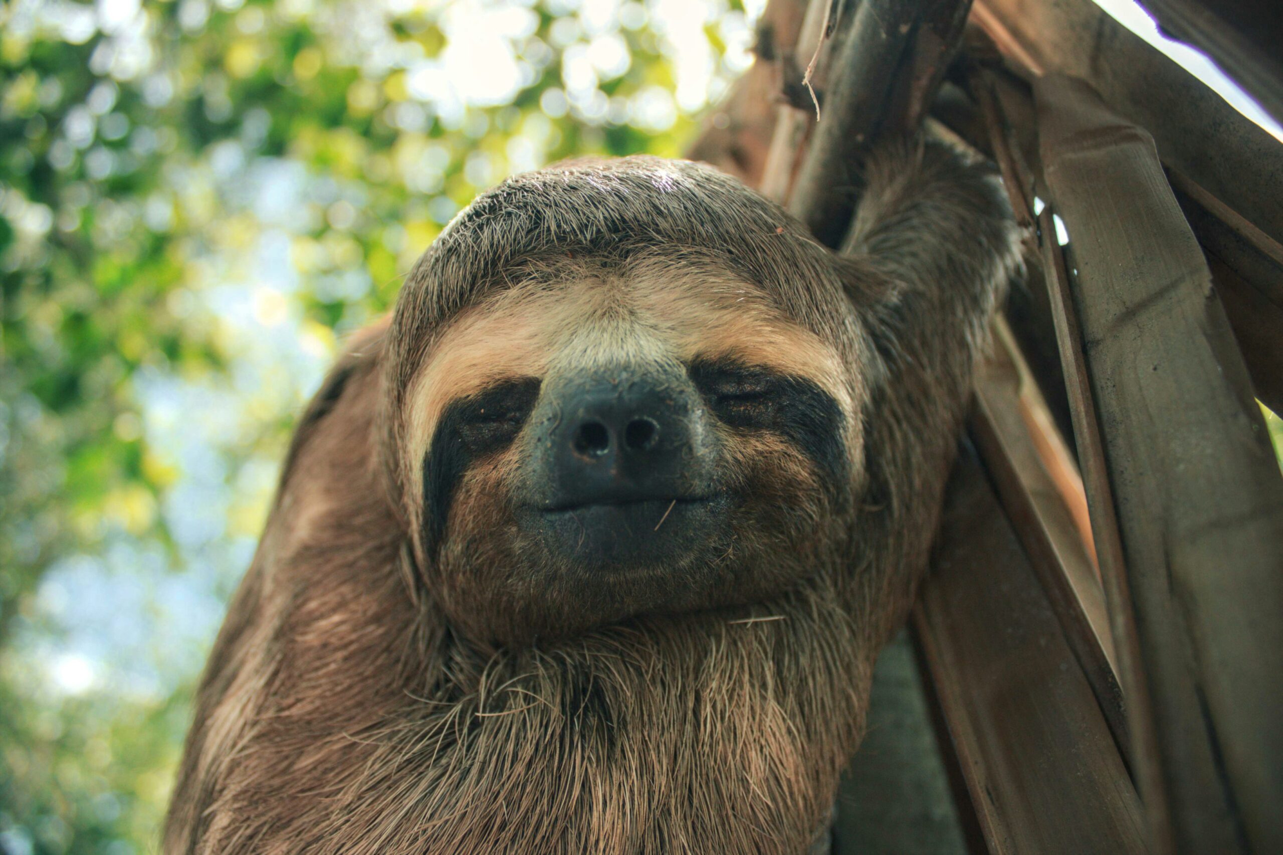 At the recent CITES CoP20 meeting, two-toed sloths (Hoffmann’s and Linnaeus’s) were added to Appendix II, meaning international trade will now require permits and stricter regulation. This change aims to curb illegal capture for pets, roadside “sloth encounters,” selfies and unregulated tourism, helping safeguard wild populations and reduce stress and mortality from exploitation.