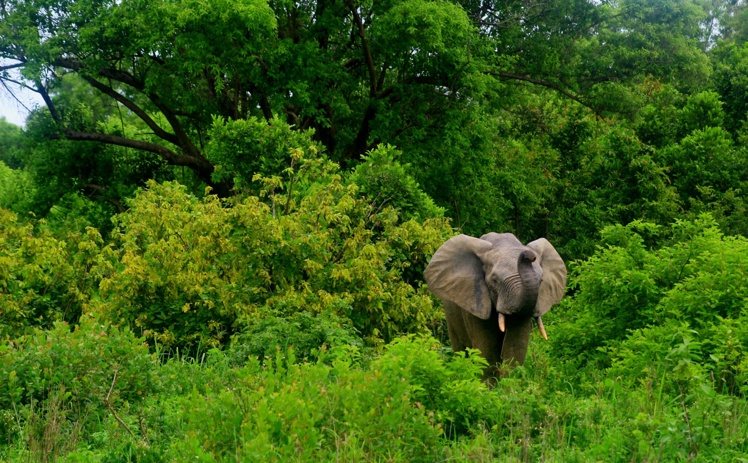 In a major victory for biodiversity, Ghana has officially revoked Legislative Instrument 2462, which previously allowed mining activities in protected forest reserves. This move safeguards crucial ecosystems and water sources from industrial exploitation. The decision reflects a strong commitment to environmental preservation and the long-term health of the nation’s natural heritage.