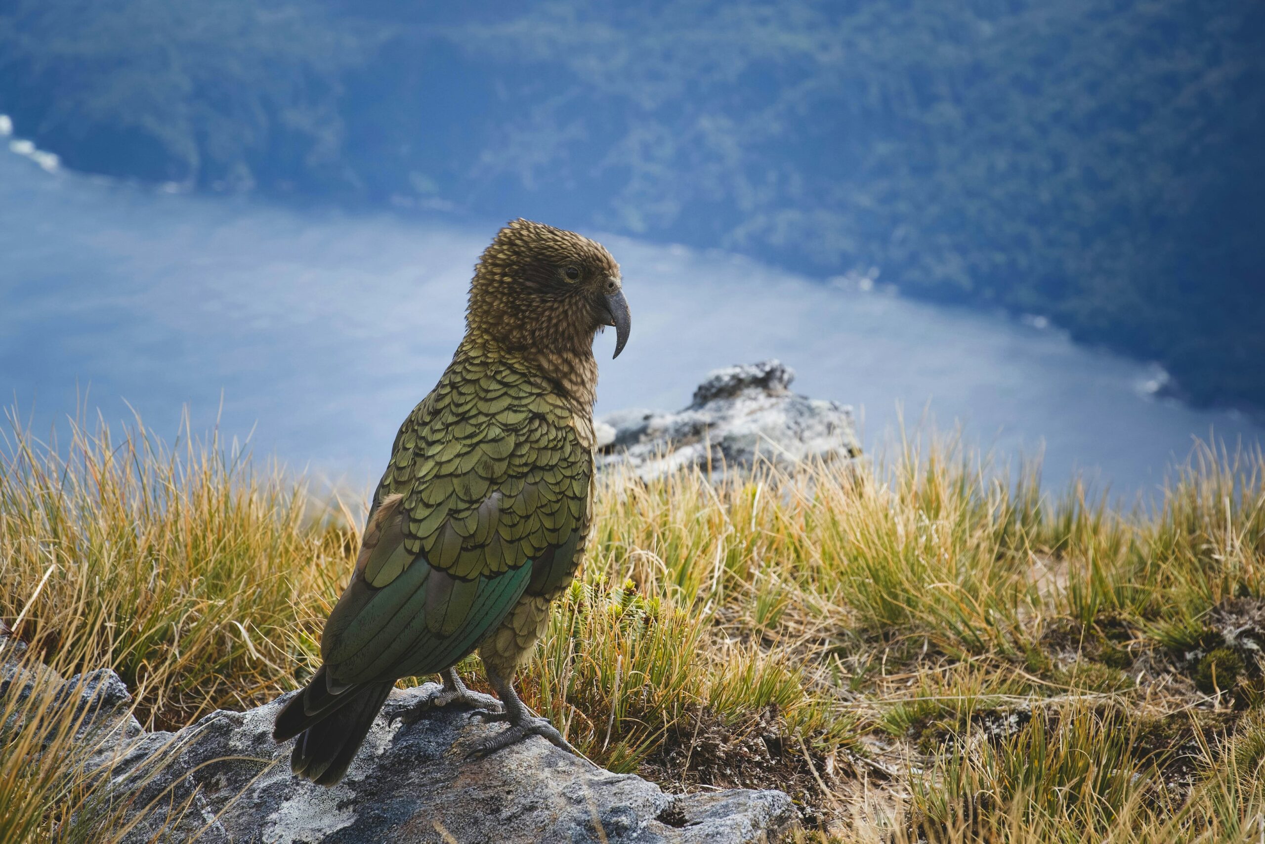 The world’s flightless parrot population reaches new heights following a highly successful nesting period on New Zealand's predator-free islands. Dedicated conservation efforts and innovative genetic management have resulted in dozens of healthy chicks. This milestone secures the future of this unique, nocturnal bird, moving it further away from the brink through precise science and care.