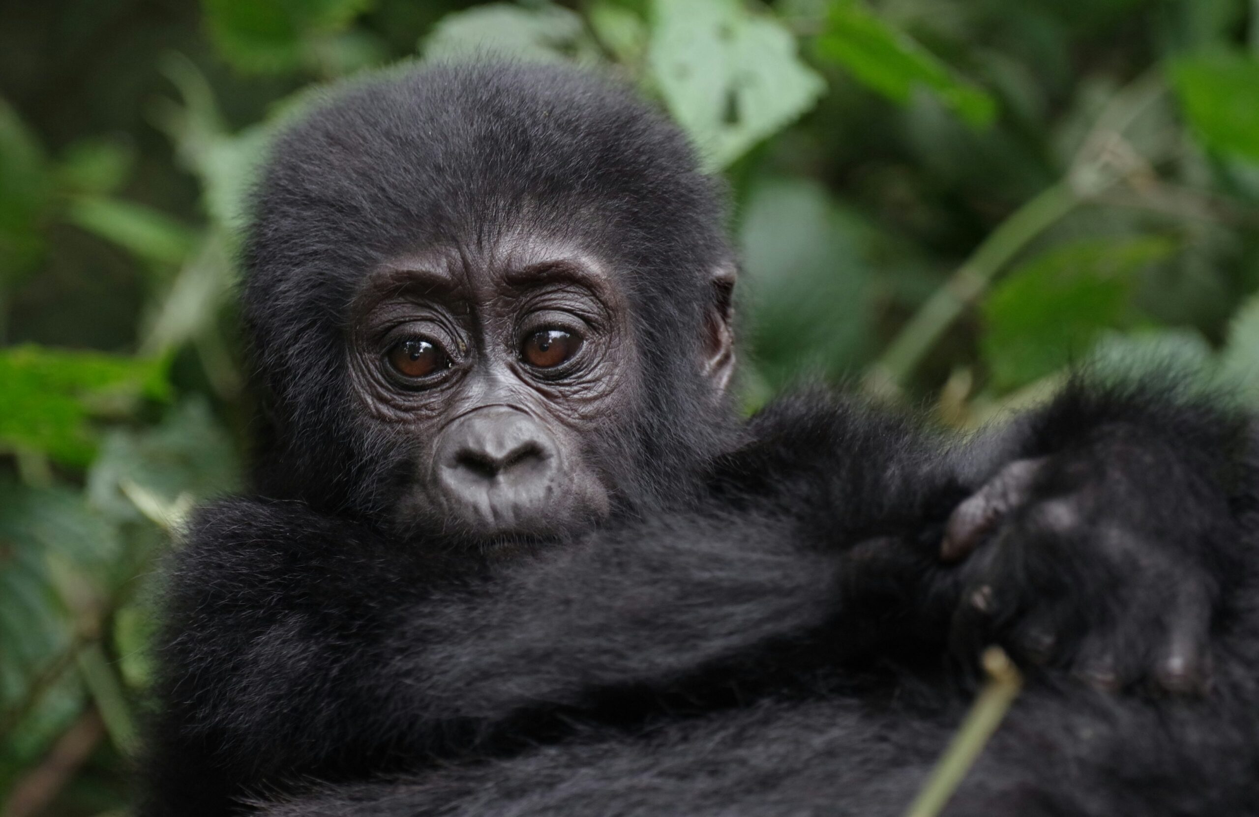 In Virunga National Park, one of the world’s last strongholds for mountain gorillas, rangers have confirmed the rare birth of healthy twins. Twin births are uncommon for the species and reflect years of careful protection, veterinary care, and community-led conservation in a region once defined by conflict and loss.