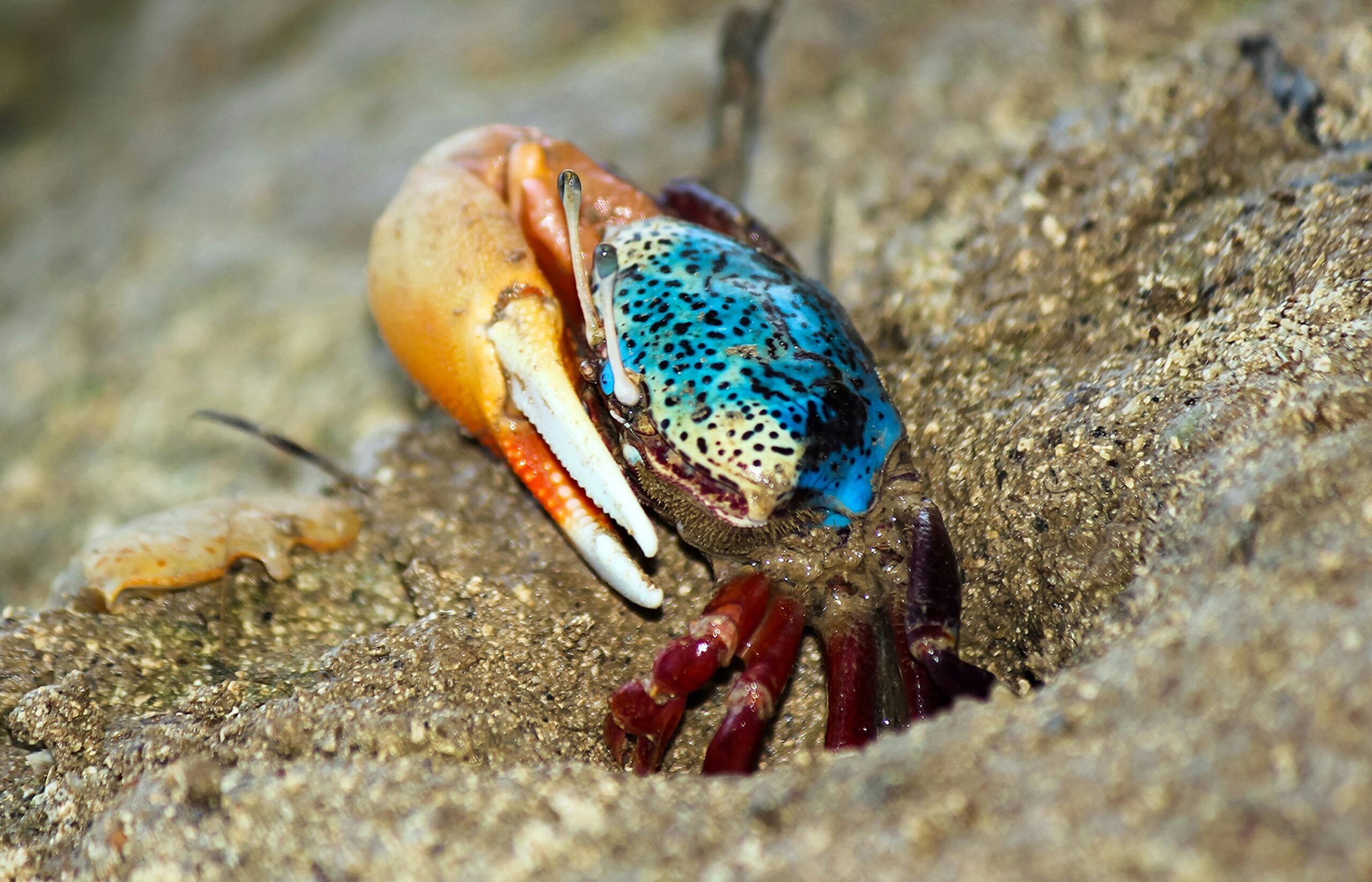 Scientists studying fiddler crabs off the coast of Colombia found the tiny creatures can ingest and break down microplastic particles as they feed. Barely wider than a Post-it note, the crabs process polluted sediment naturally, offering fresh insight into how ecosystems may help reduce plastic waste already in the ocean.
