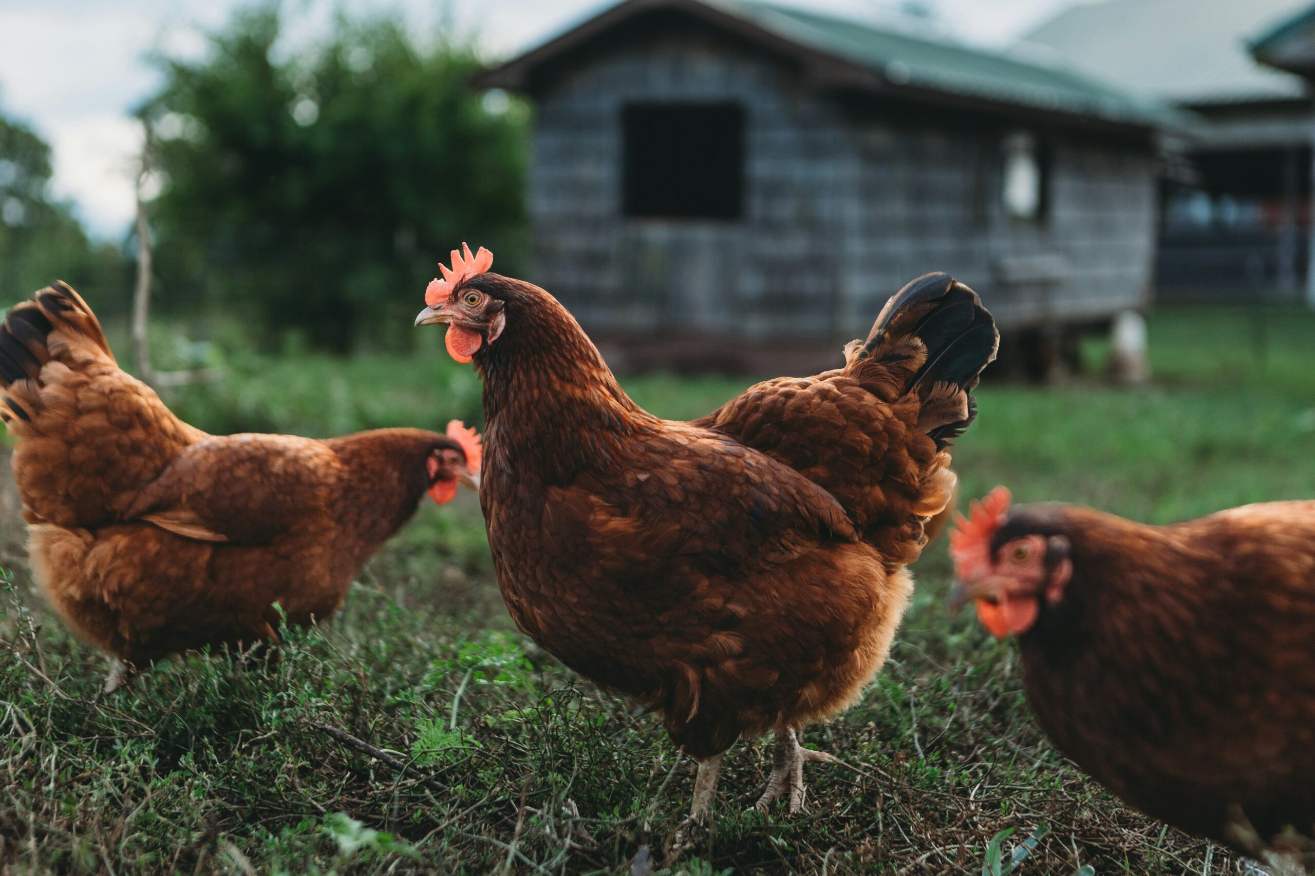 Norway’s poultry industry has committed to replacing fast-growing chicken breeds with slower-growing, healthier alternatives by 2027. This landmark transition, supported by major retailers and producers, significantly raises animal welfare standards and ensures a more ethical, sustainable food system for the future.