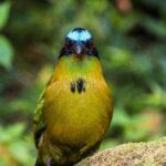 In the cloud forest near Cali, Colombia, birdwatching is emerging as both a thriving eco-tourism sector and a form of physical and mental therapy. Experts say that gentle movement through nature combined with birdsong can lower stress hormones, strengthen immune function and nurture emotional wellbeing.