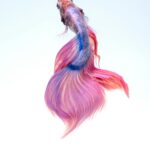 Brazilian scientists have developed a transparent, flexible, and biodegradable food packaging film made from the skin of the Amazonian tambatinga fish, offering a sustainable alternative to petroleum-based plastics and a new use for aquaculture waste, using thhe collagen-rich fish skin typically discarded during processing is used to produce .