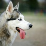 Scientific studies reveal that our canine companions possess a natural drive to assist people, mirroring the helpful behaviors of human toddlers. When dogs observe a person struggling to reach an object, they proactively intervene to help, showcasing an innate empathy that strengthens the unique bond we share.